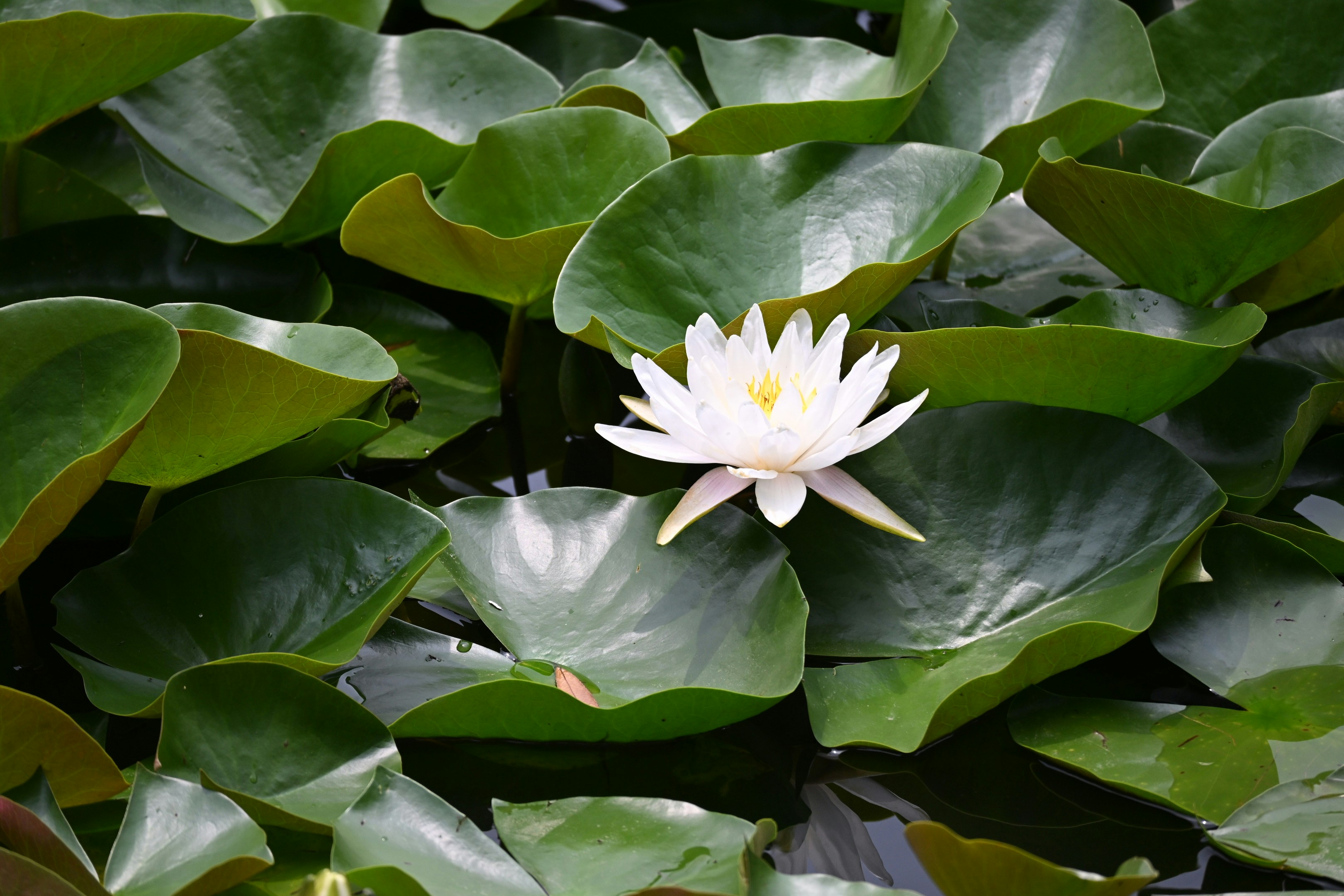 Photo by gangpaonianniangua