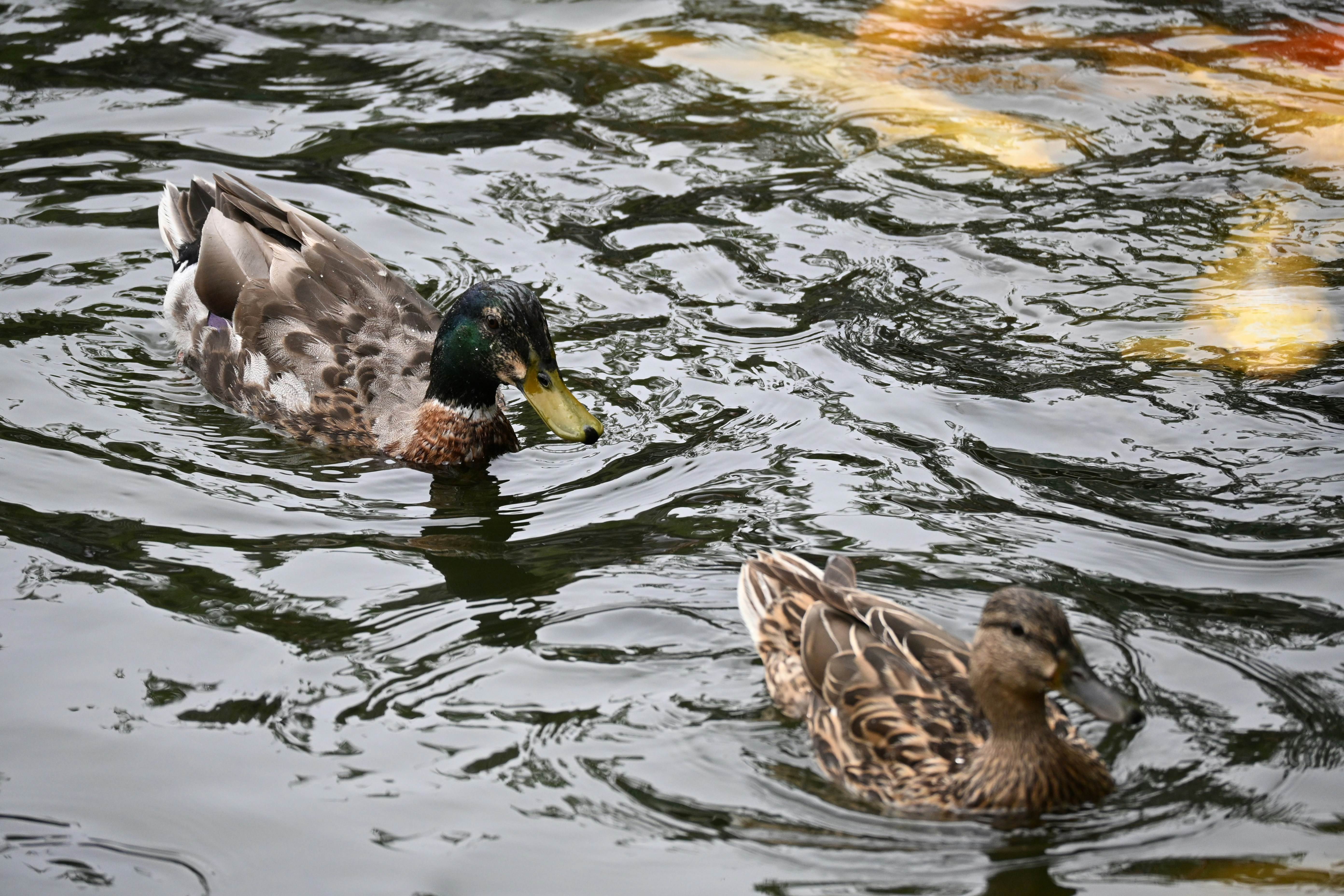 Photo by gangpaonianniangua