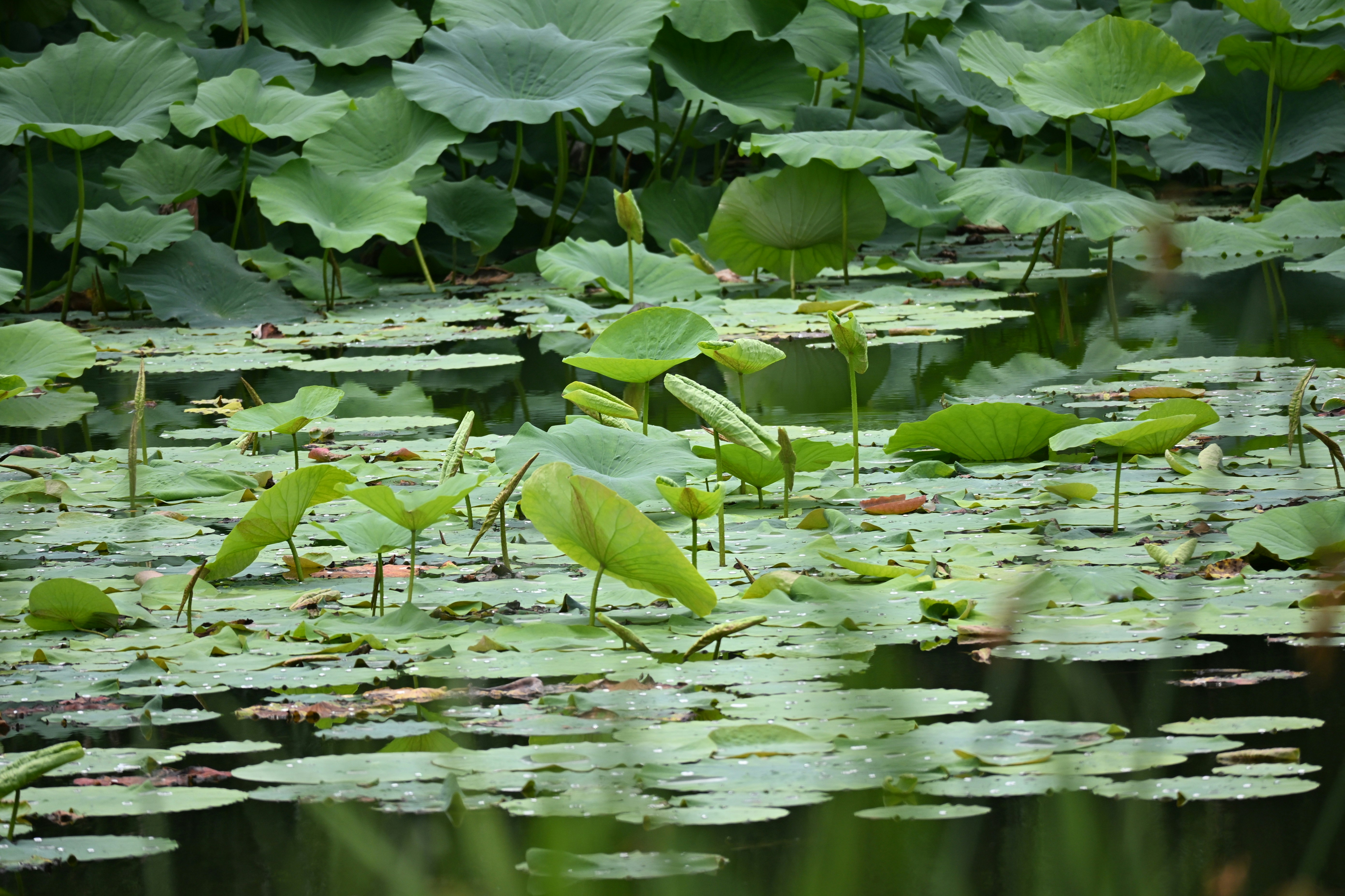 Photo by gangpaonianniangua