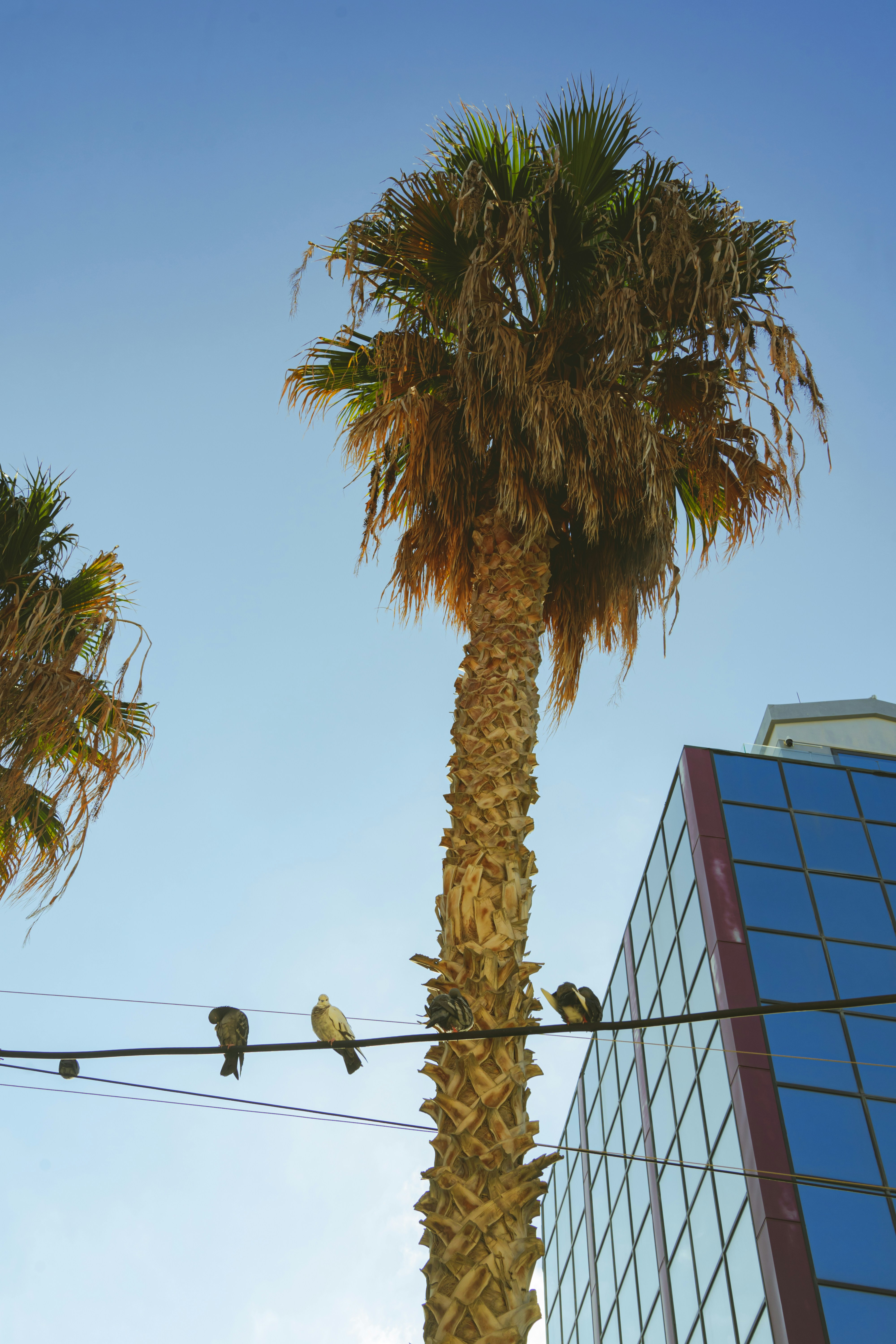 Palm tree with birds on wire near building