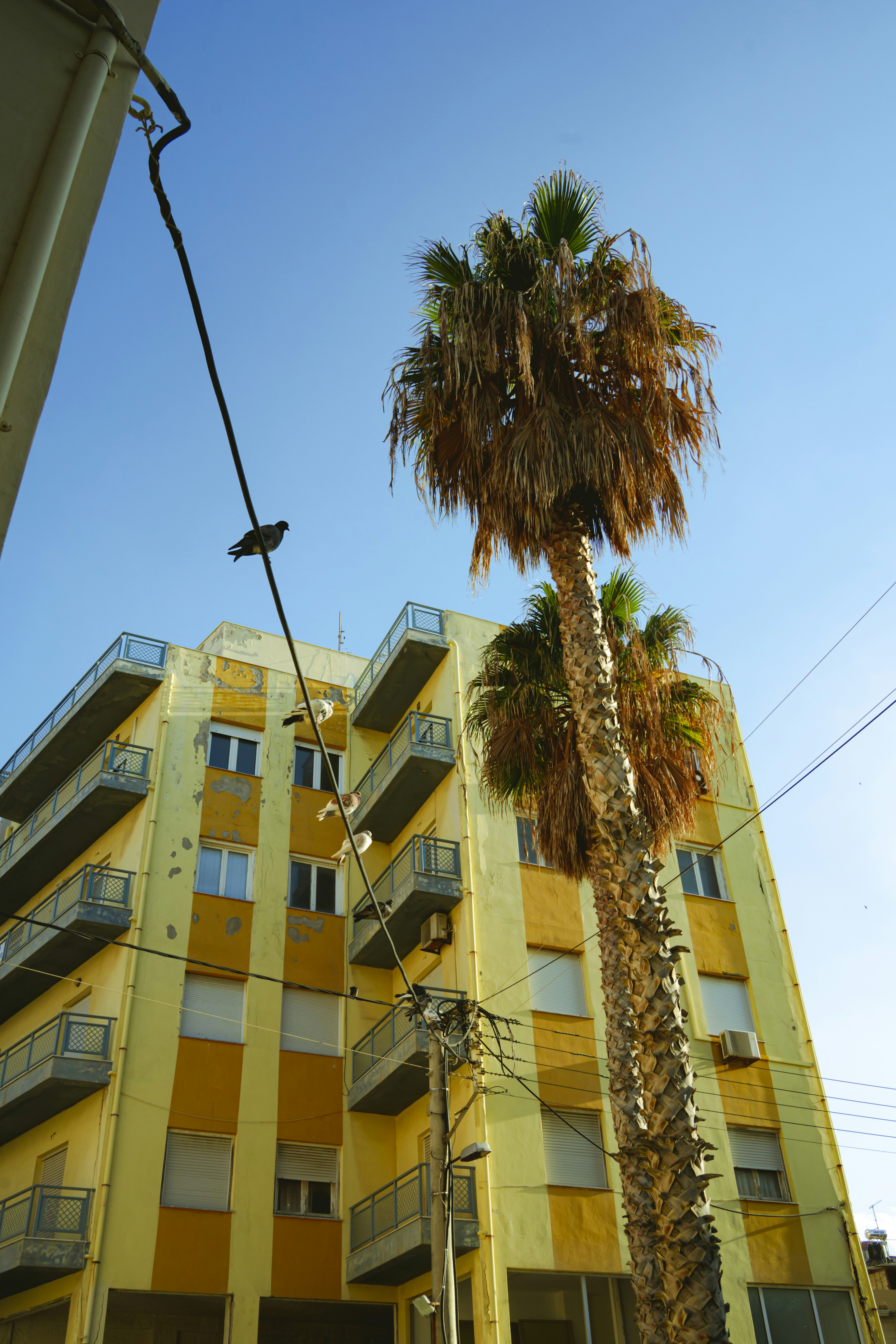 A tall palm tree stands against a yellow building.