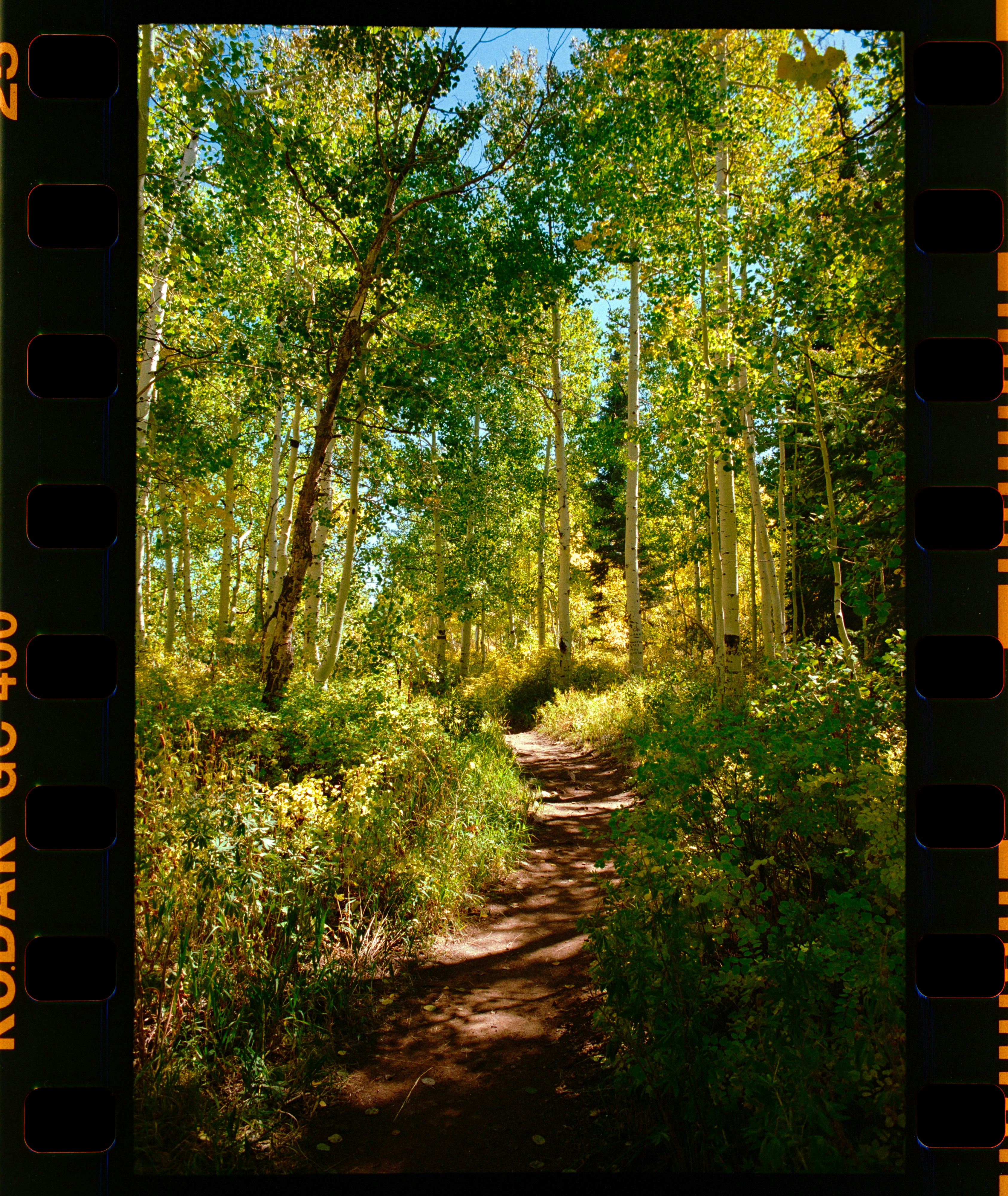 A sunlit forest path winding through trees. photo – Free Forest Image ...