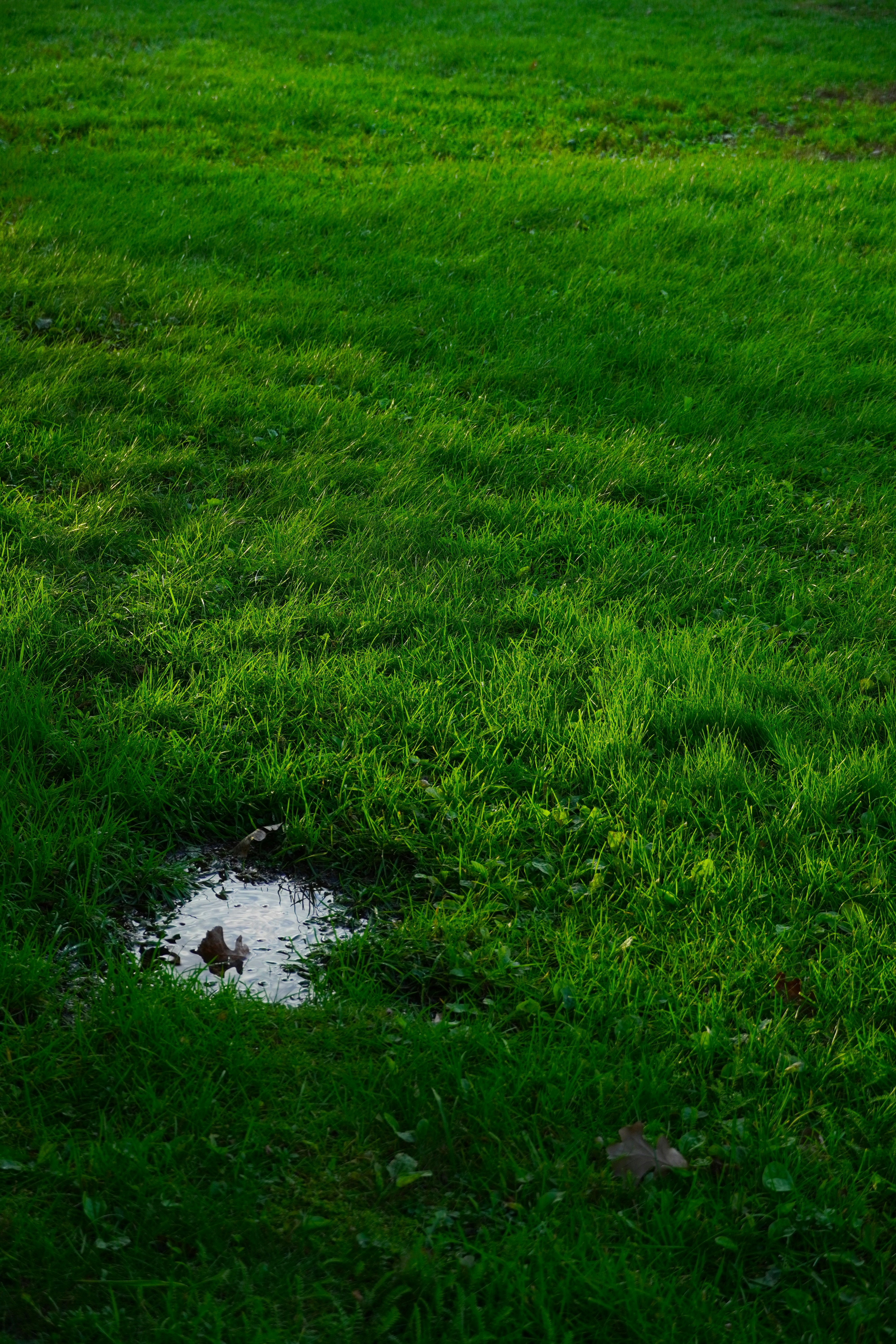 A small puddle on a green grassy field.