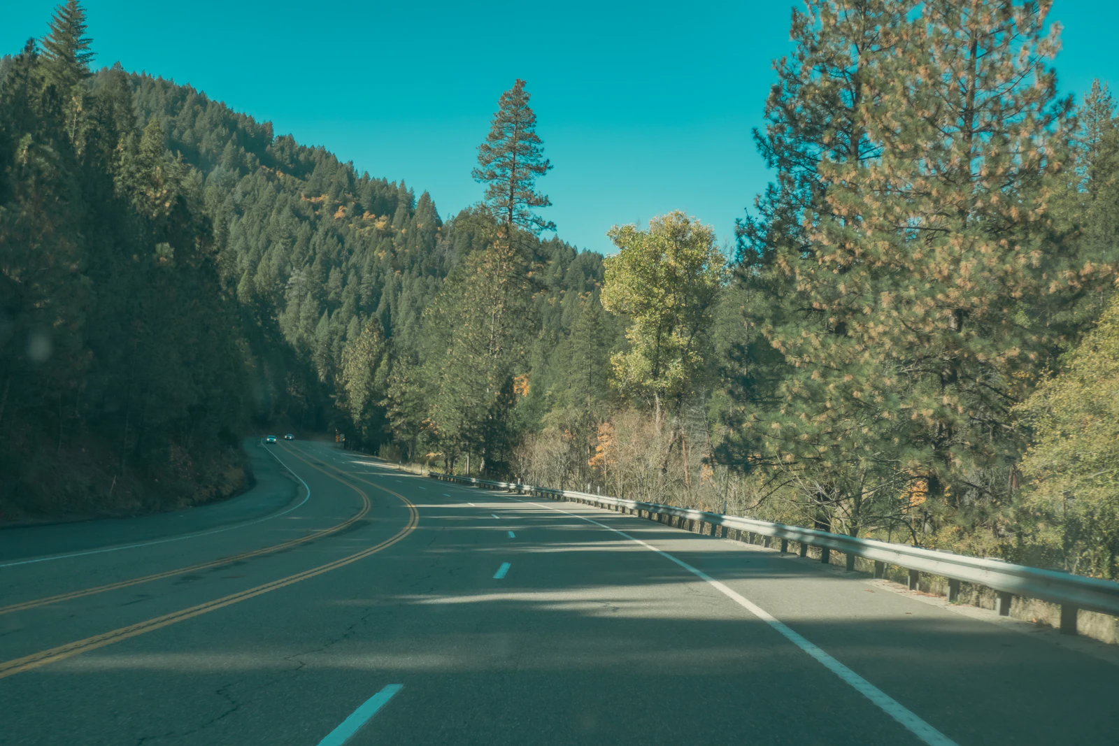 A two-lane road curving through dense green pine woods.