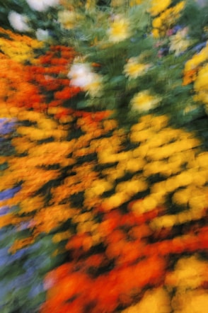 Blurry field of colorful flowers in bloom.