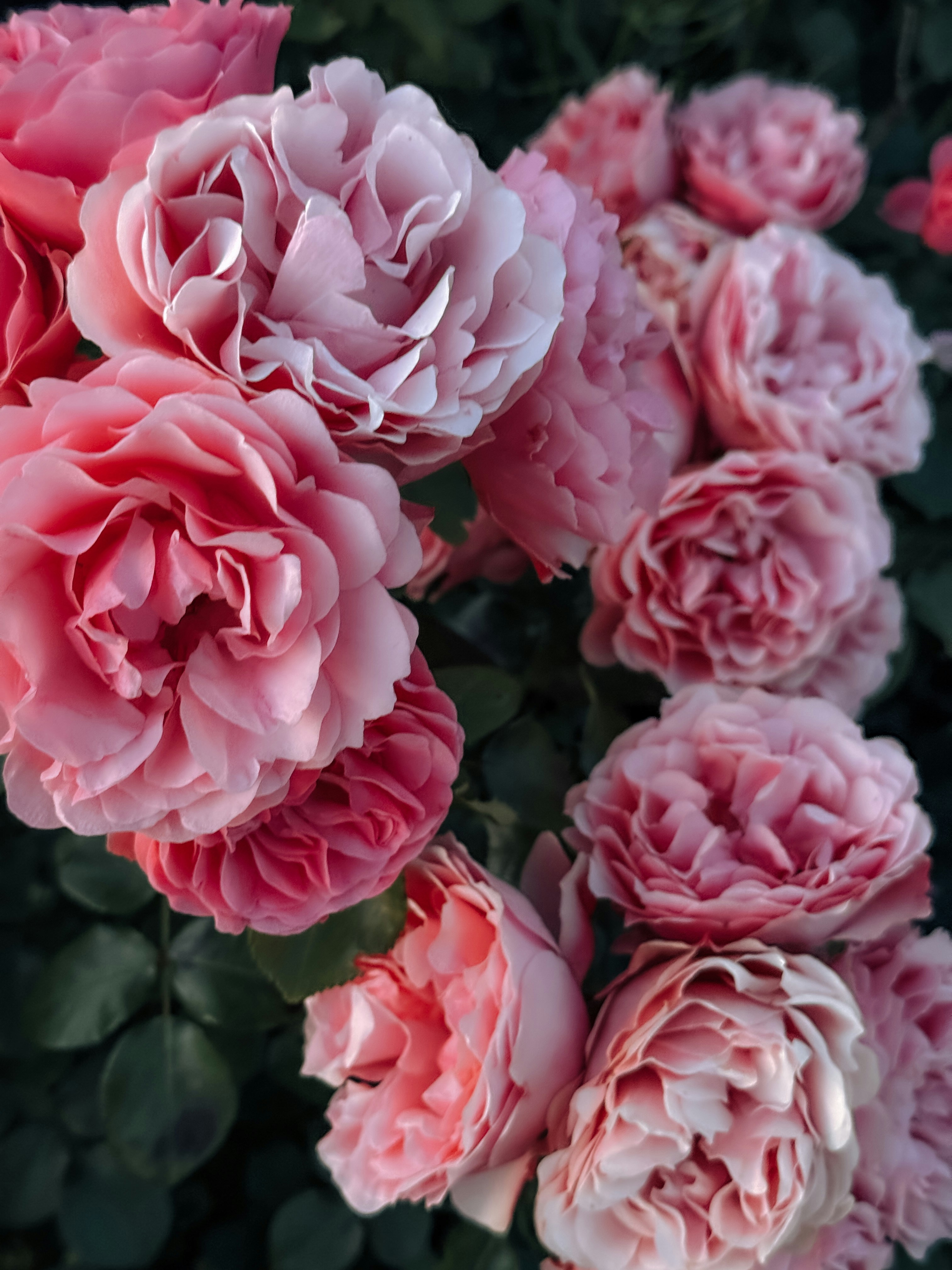 Photo by zvada_photo