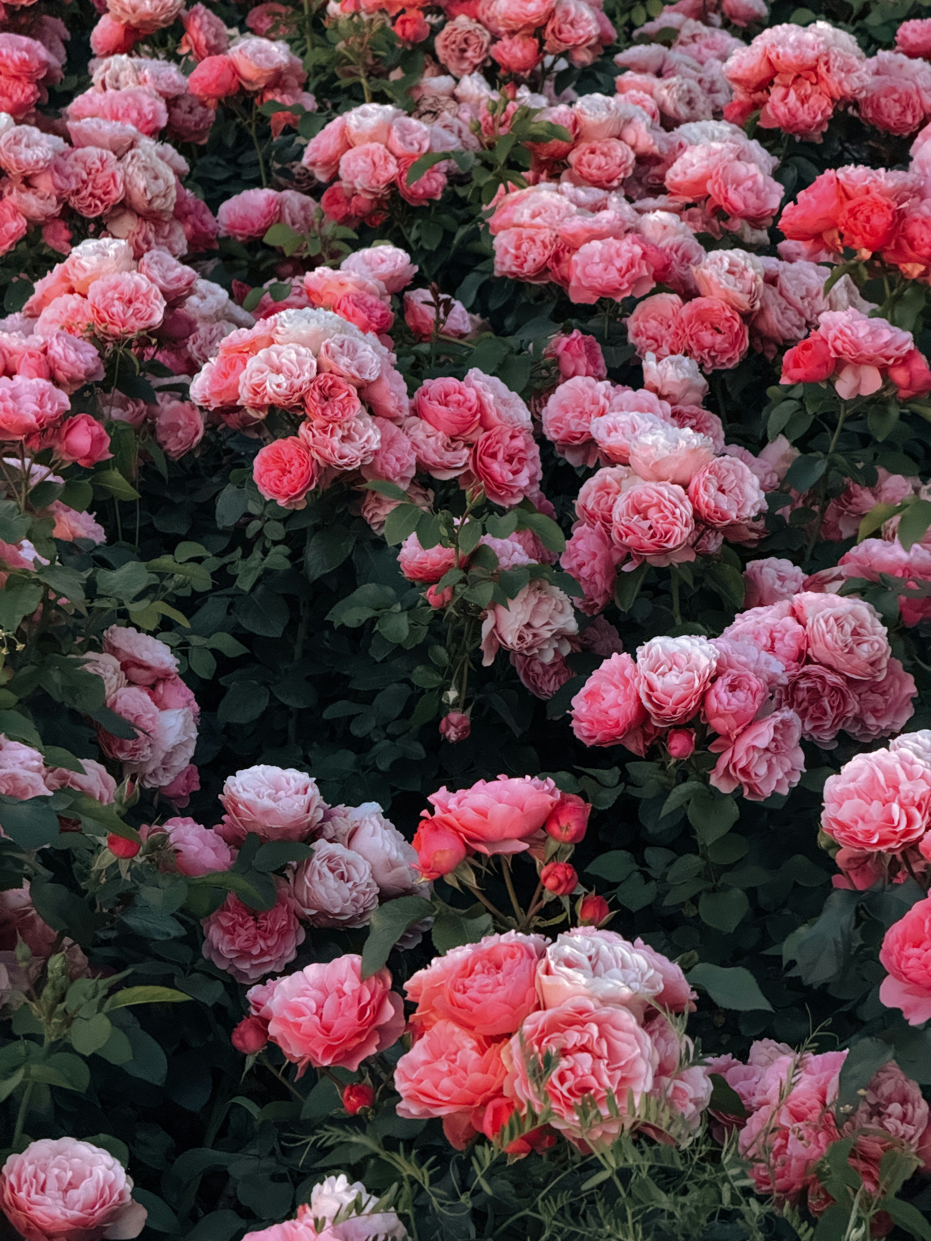 Photo by zvada_photo