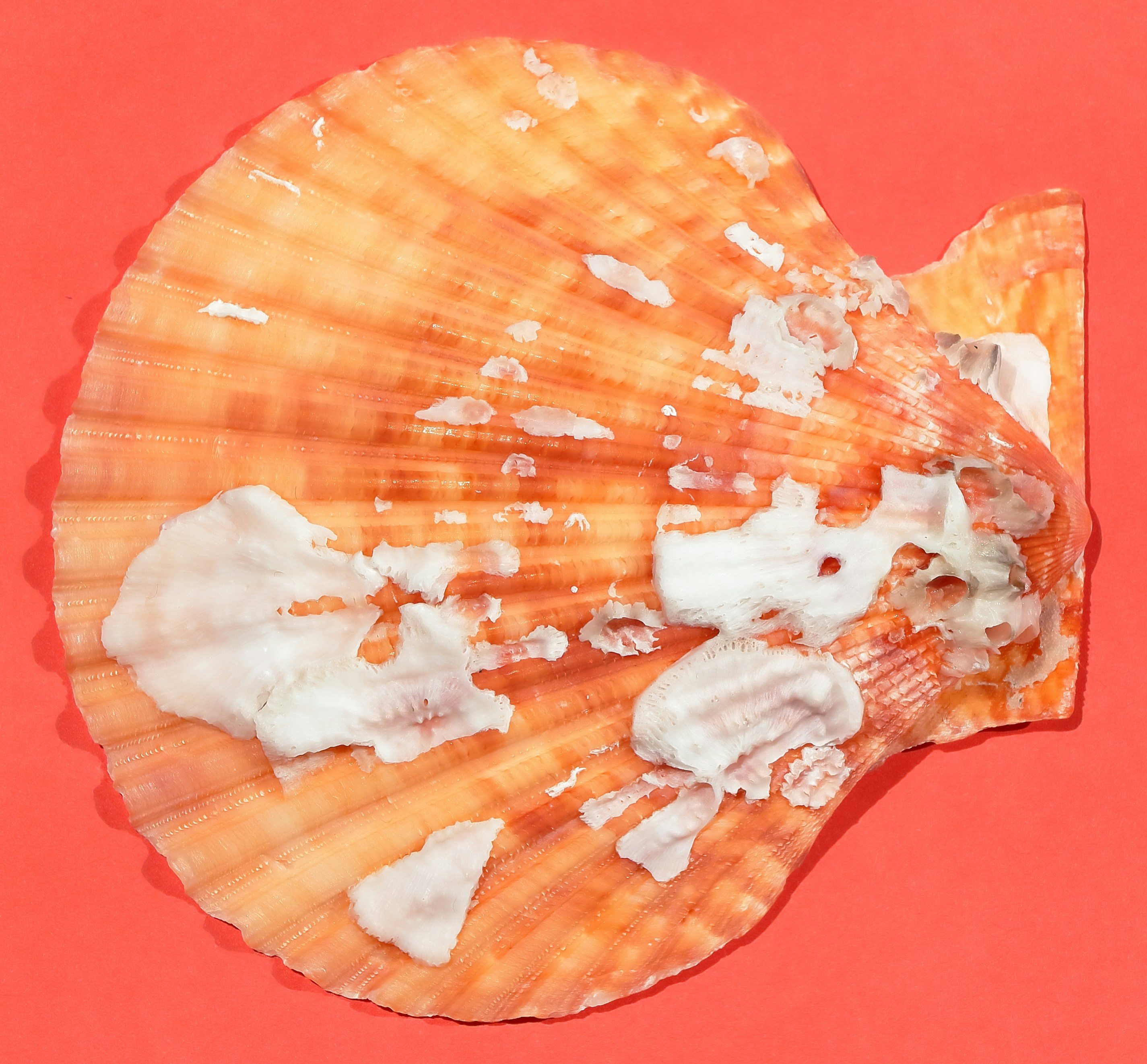 Orange scallop shell with white residue on red background