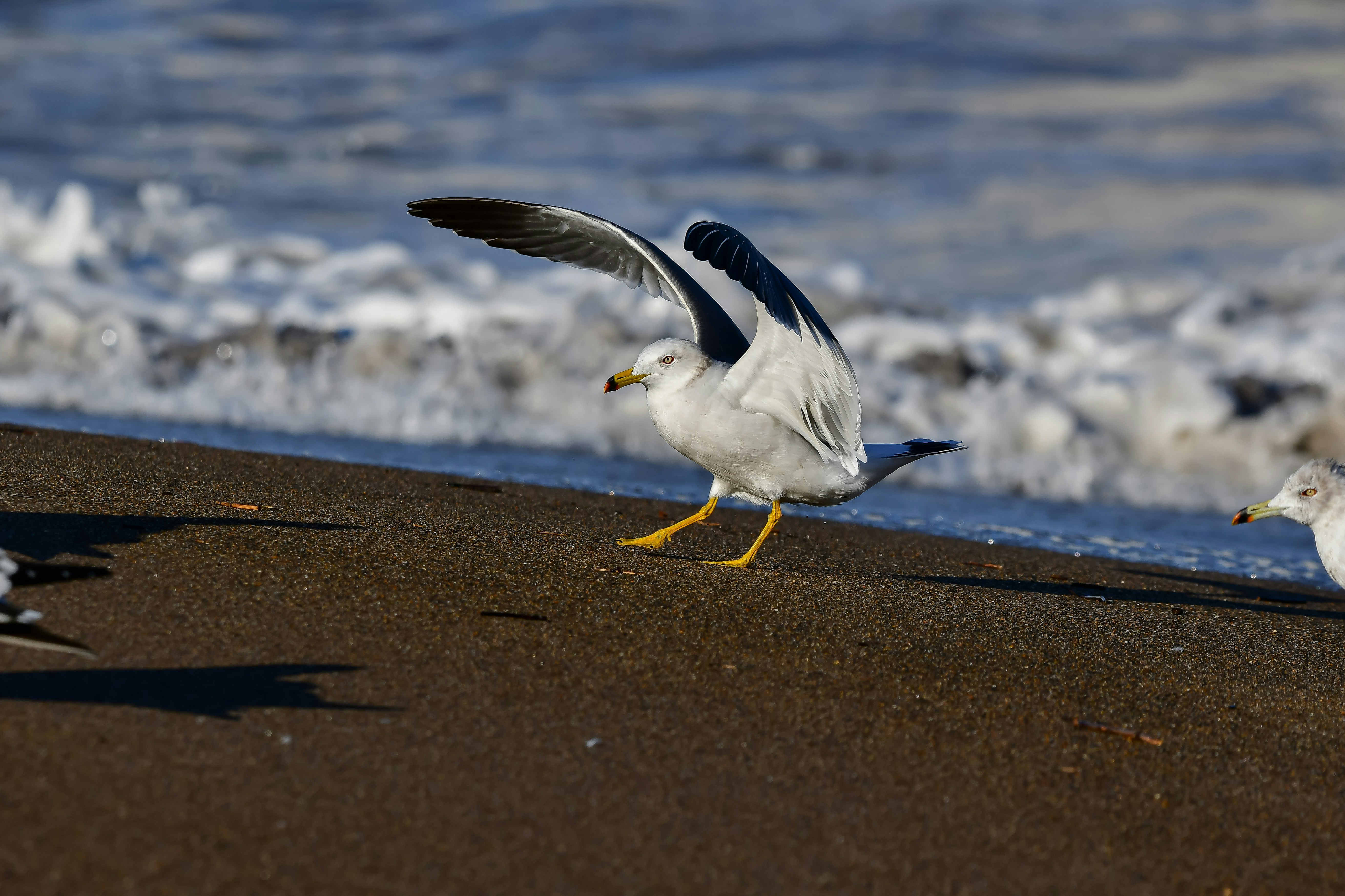 A seagull takes flight on a sandy beach.