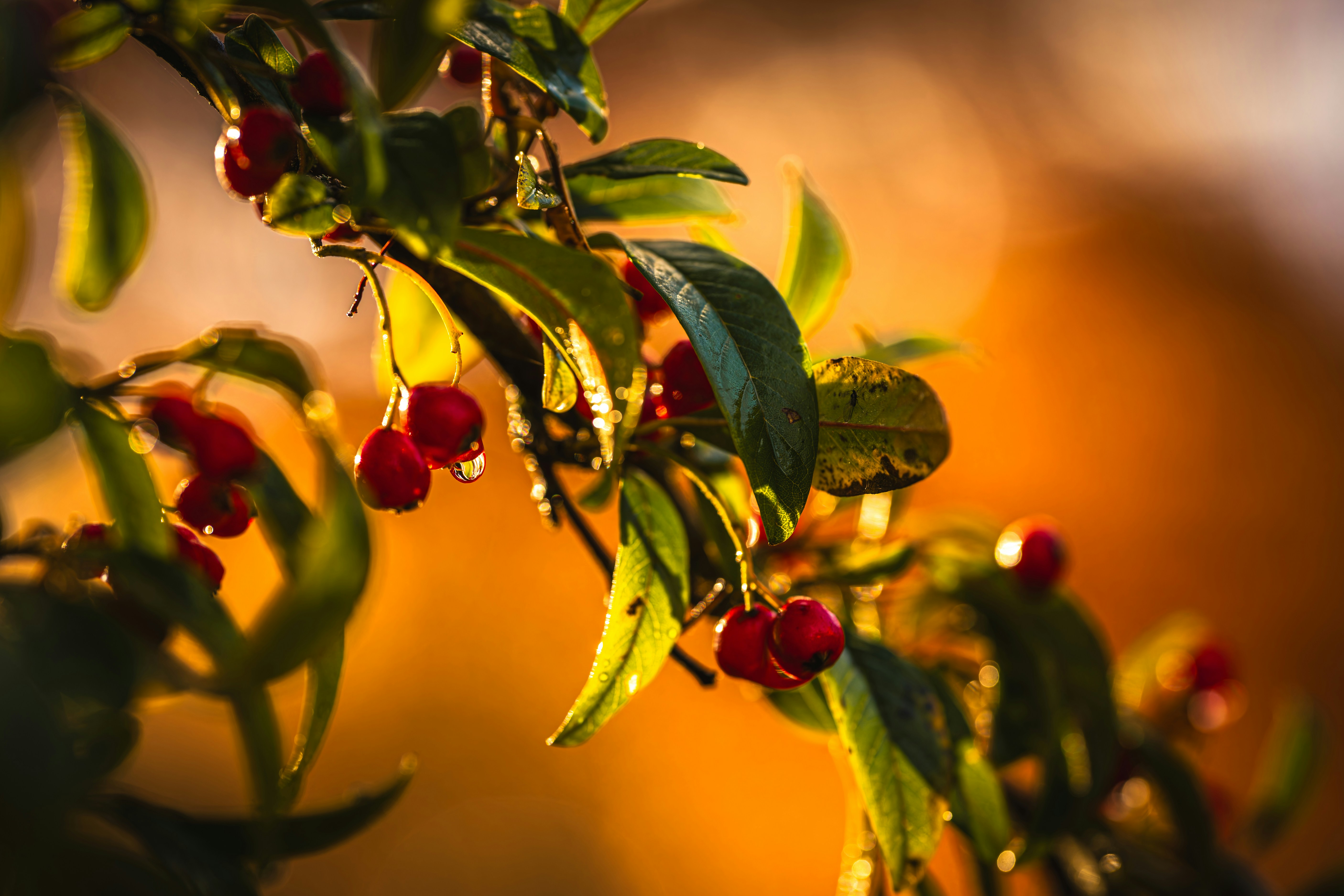 Red berries on a branch with water droplets.