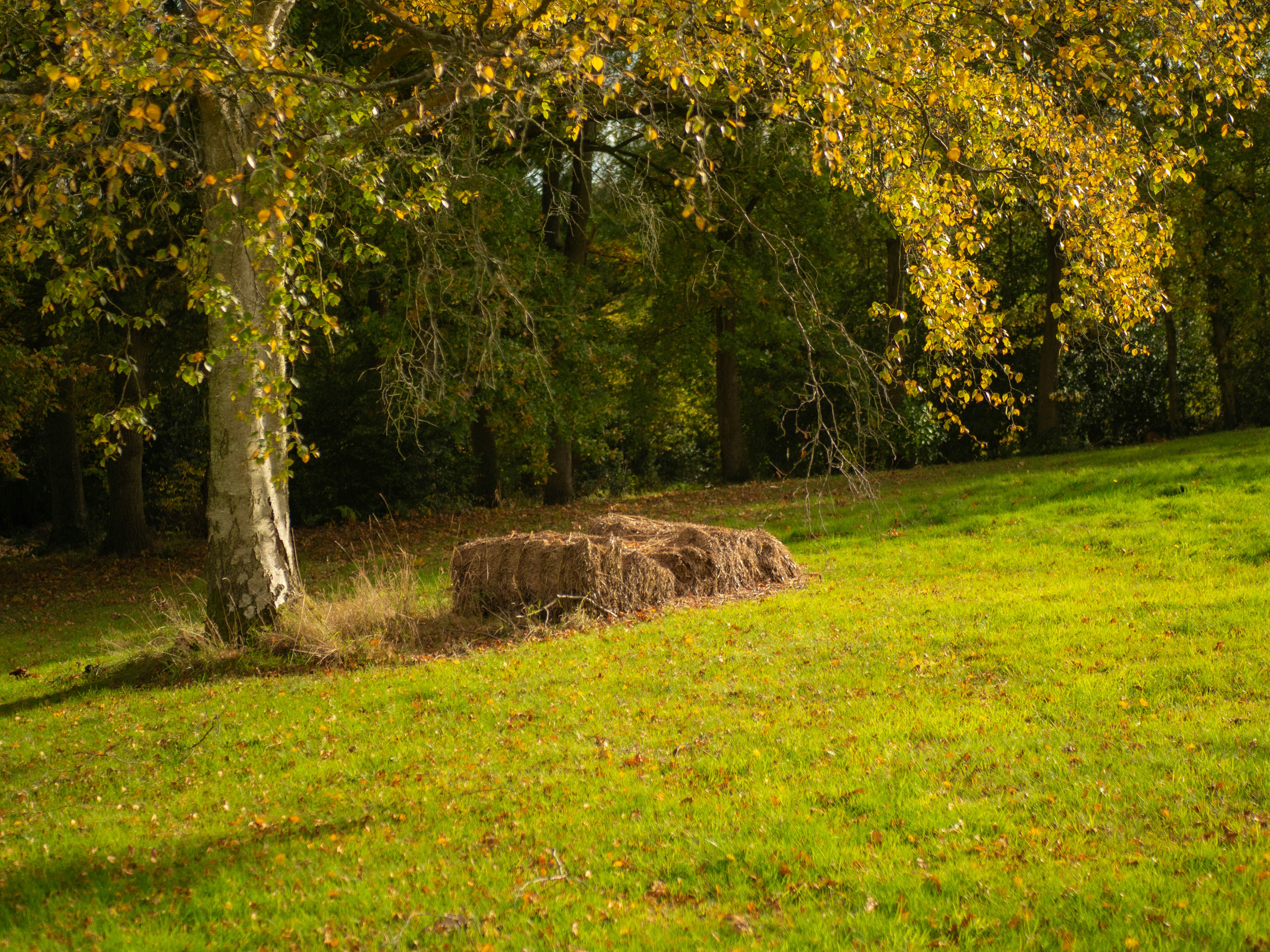 Photo by bengrayland