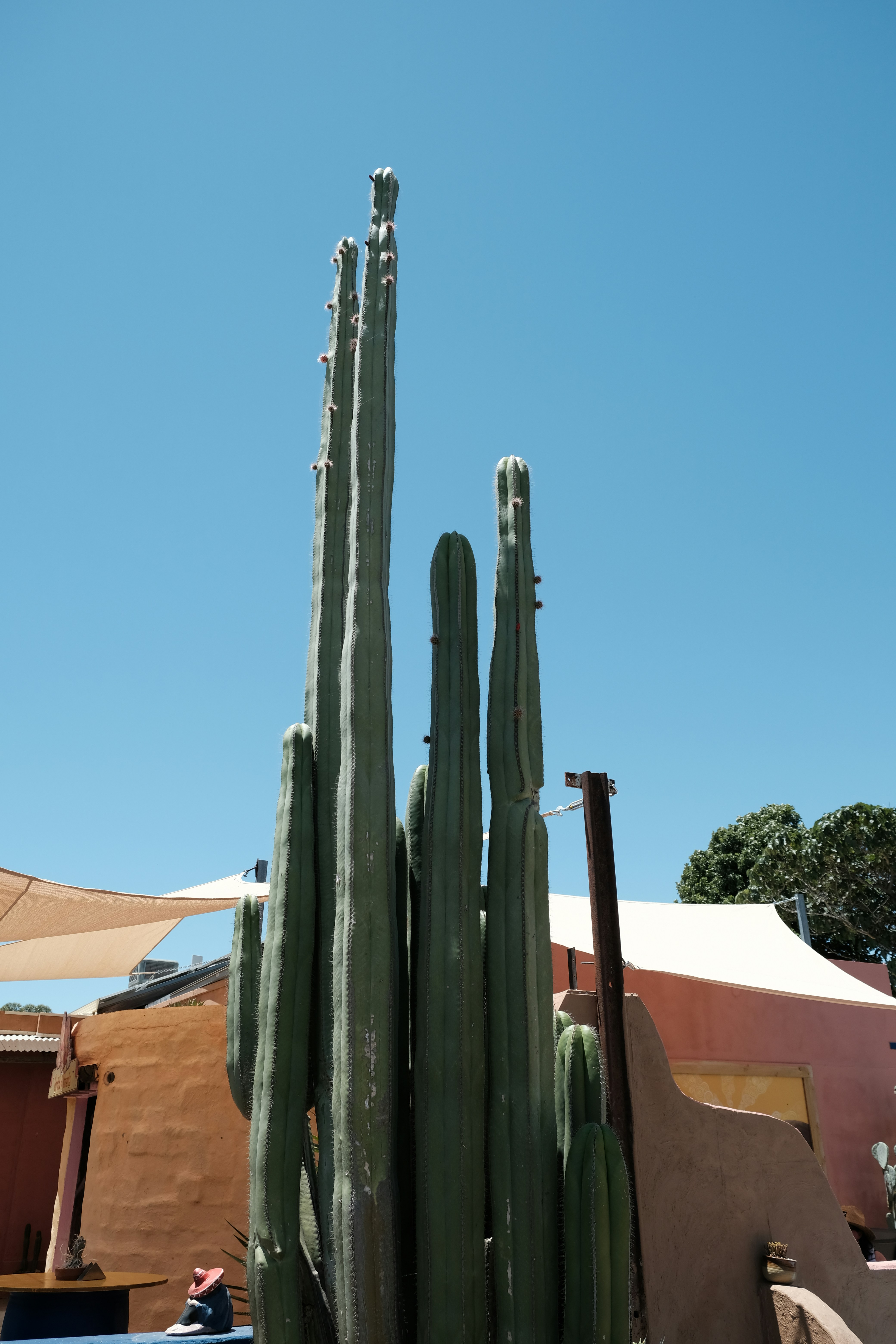 Tall green cactus against a clear blue sky.