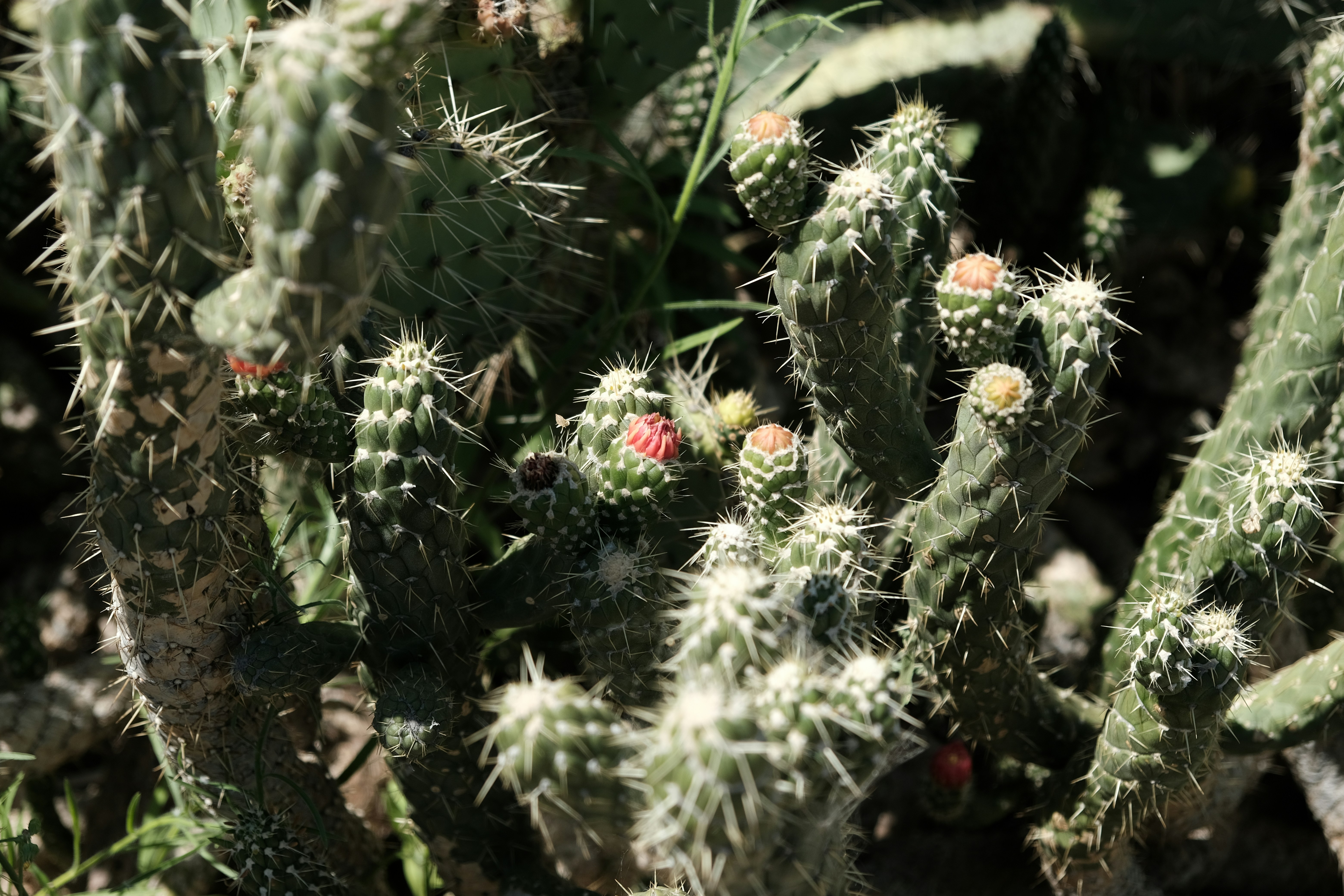 Spiky cactus with small pink flowers blooming