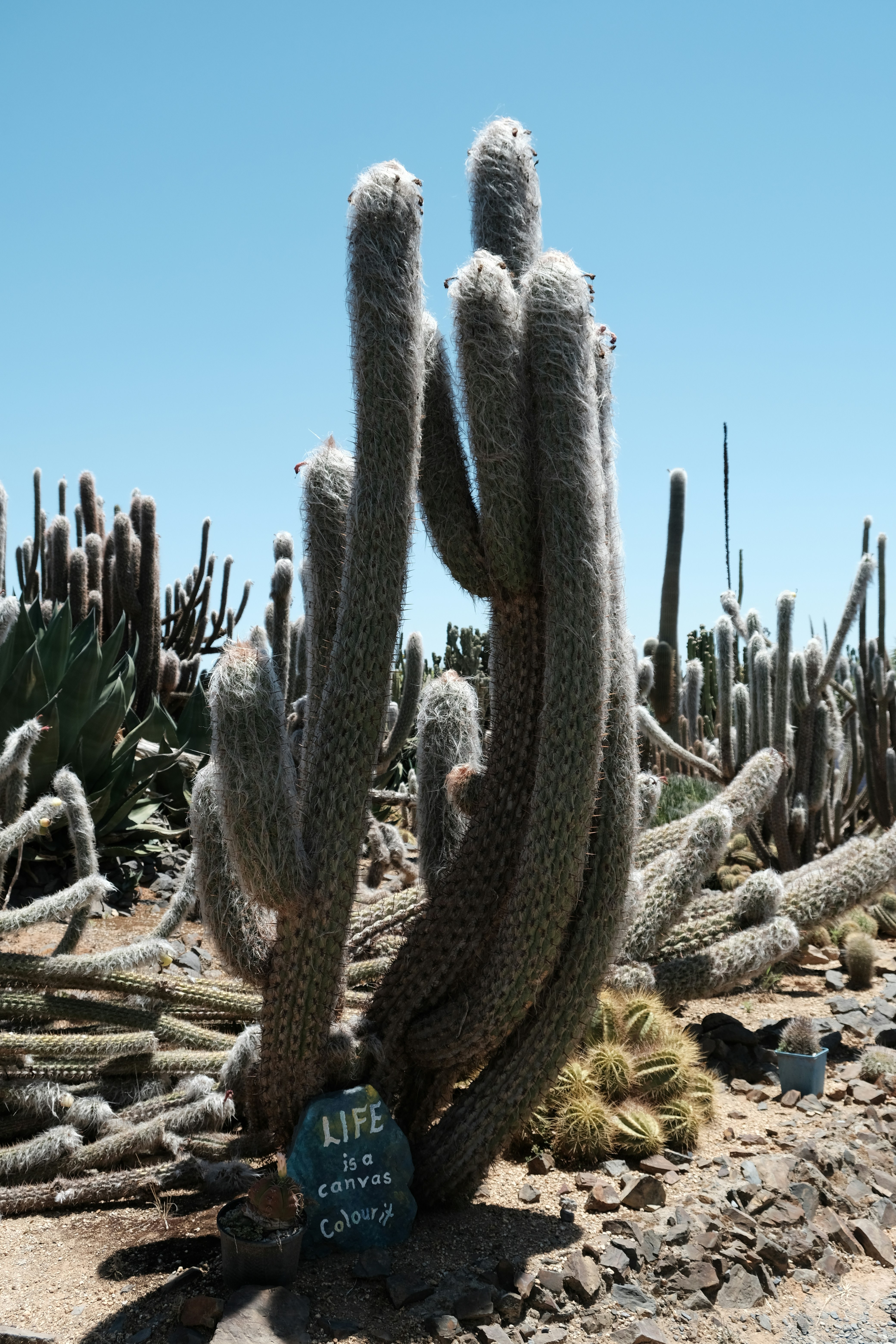 Tall, fuzzy cacti in a desert landscape