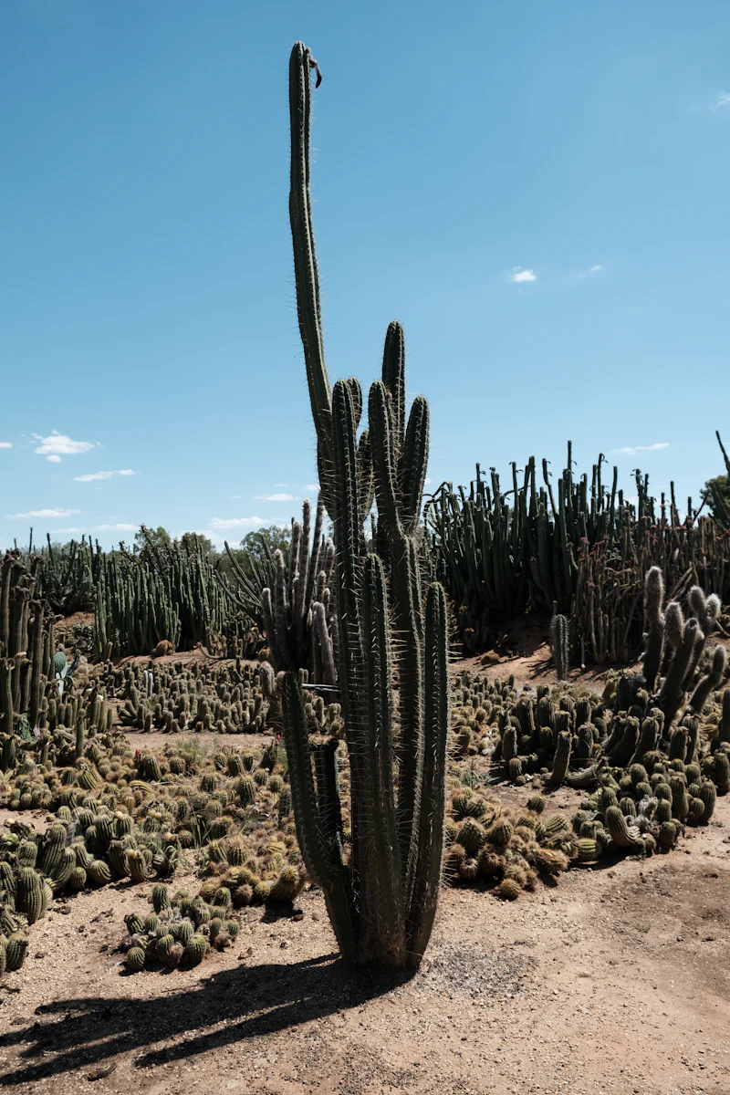 Desert garden with a tall cactus and native plants