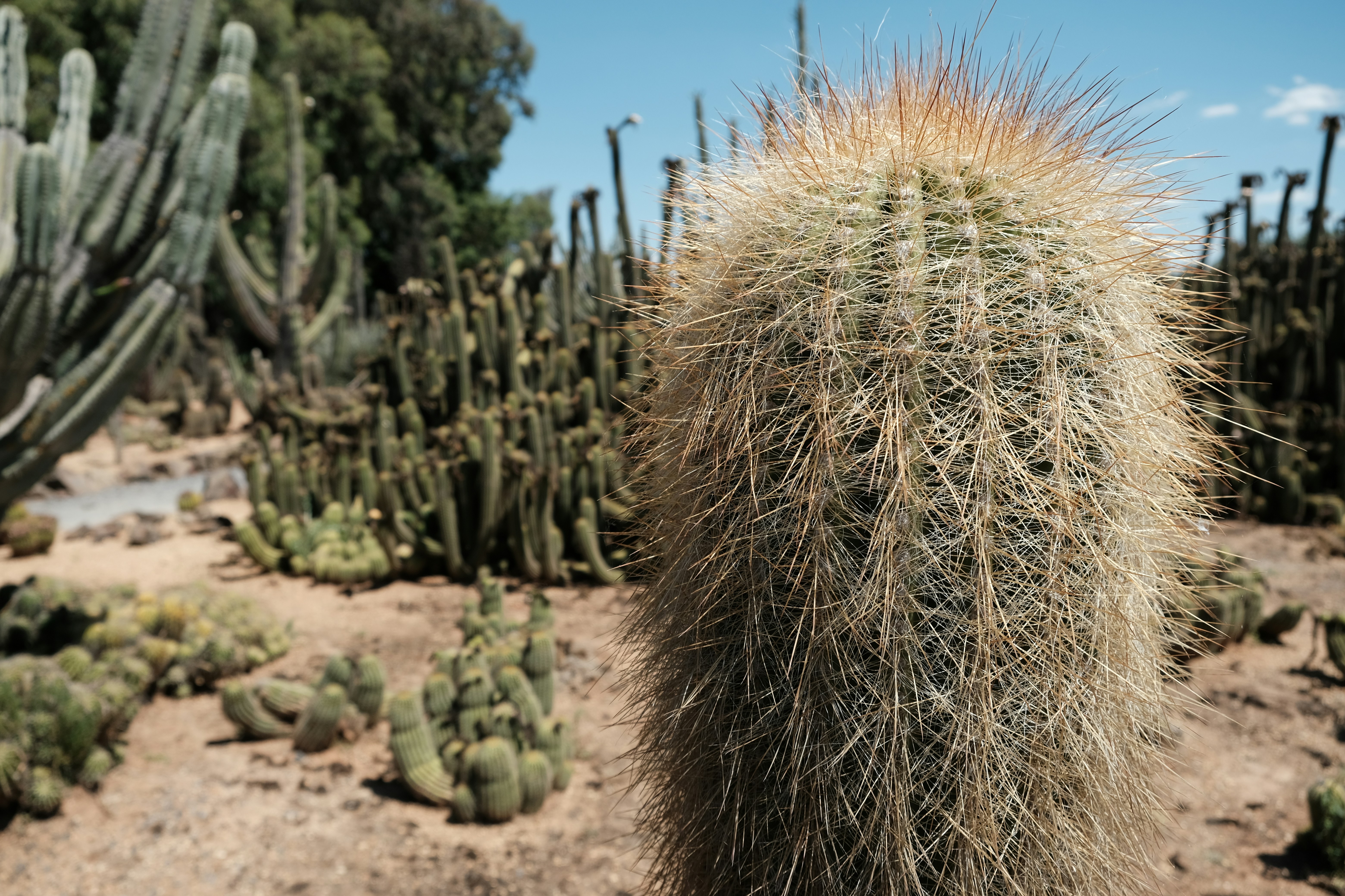 A fuzzy cactus stands in a desert garden.