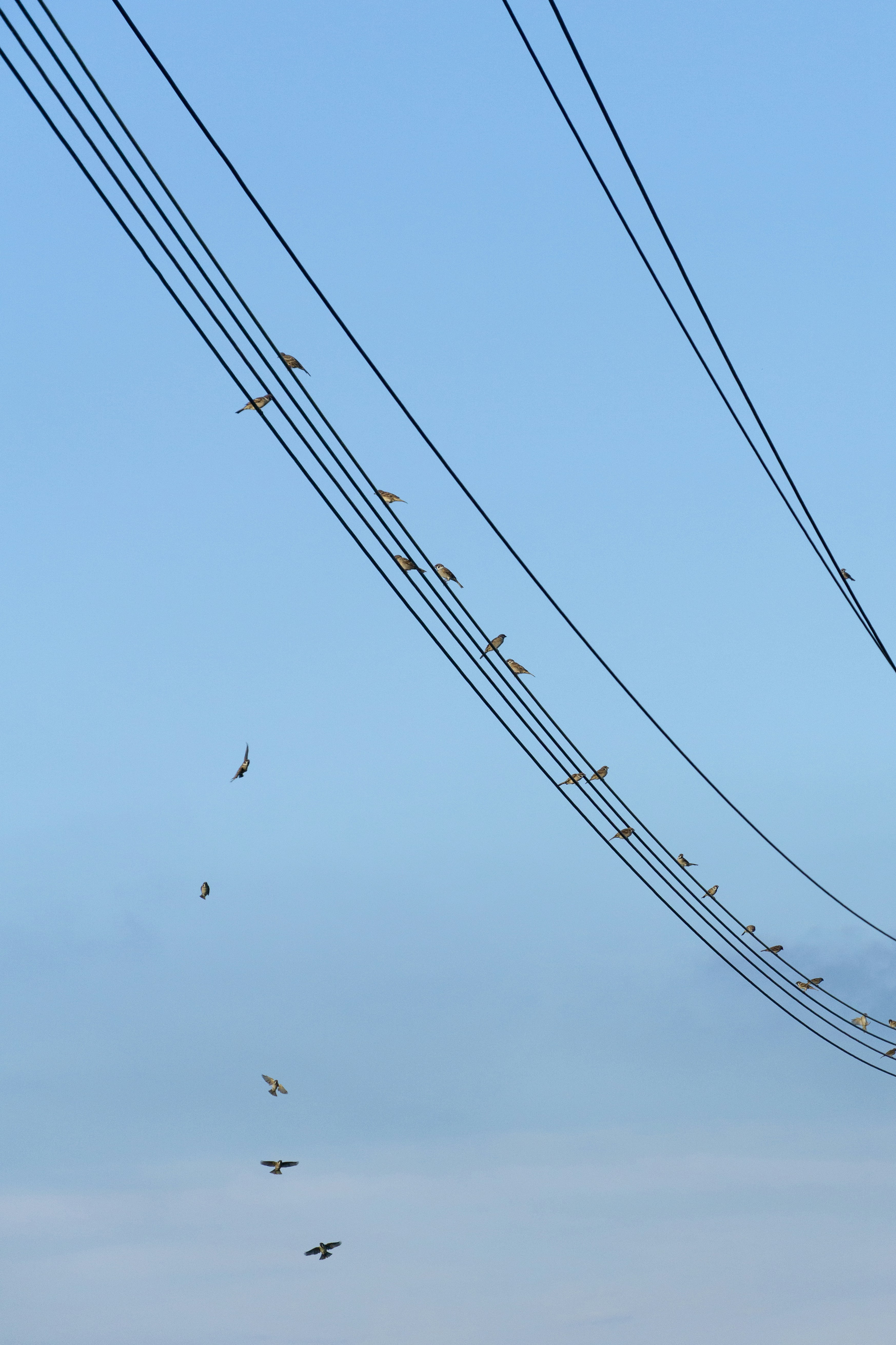 Birds perched on power lines against a blue sky.
