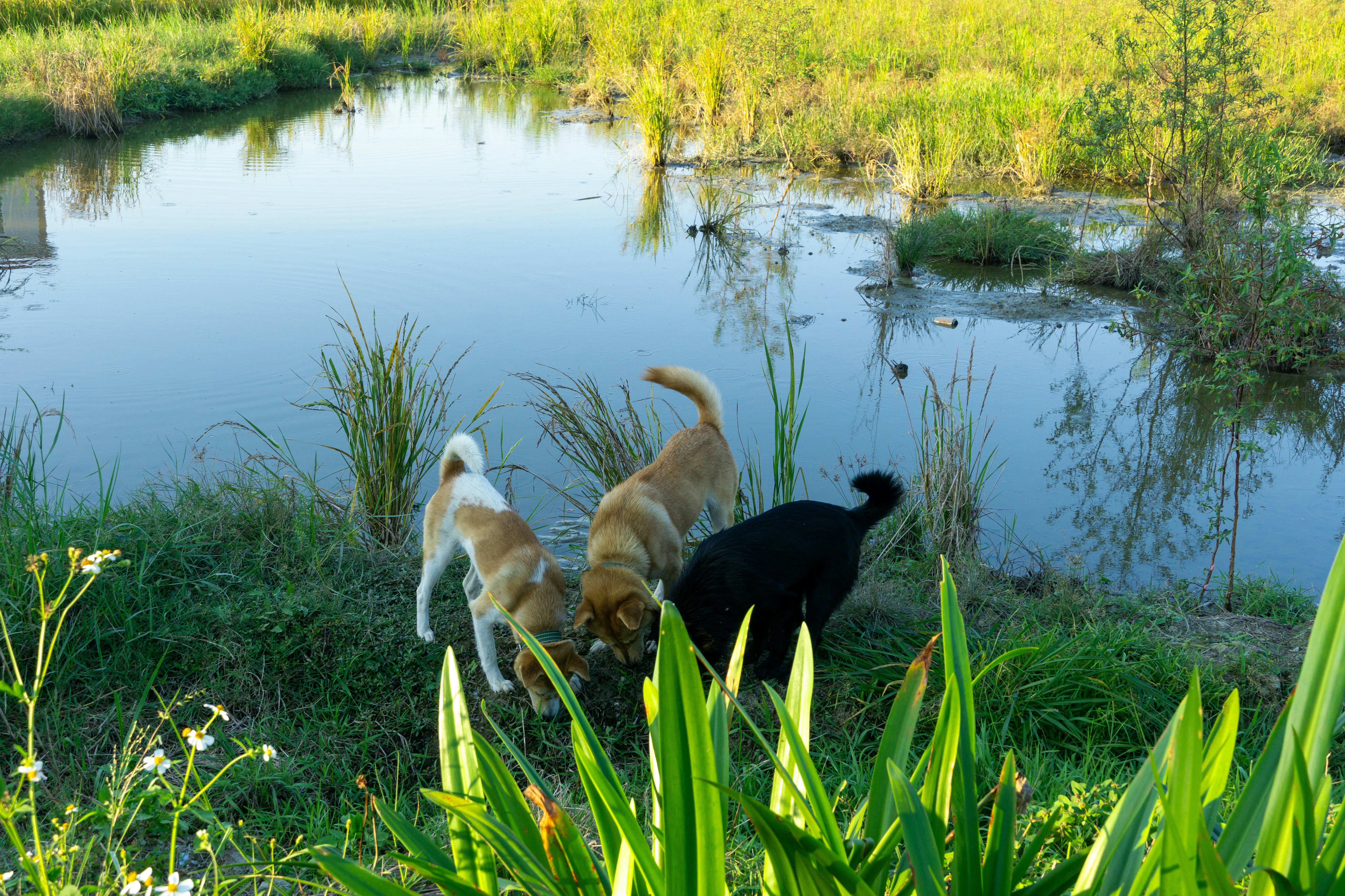 水域の近くを探索する3匹の犬