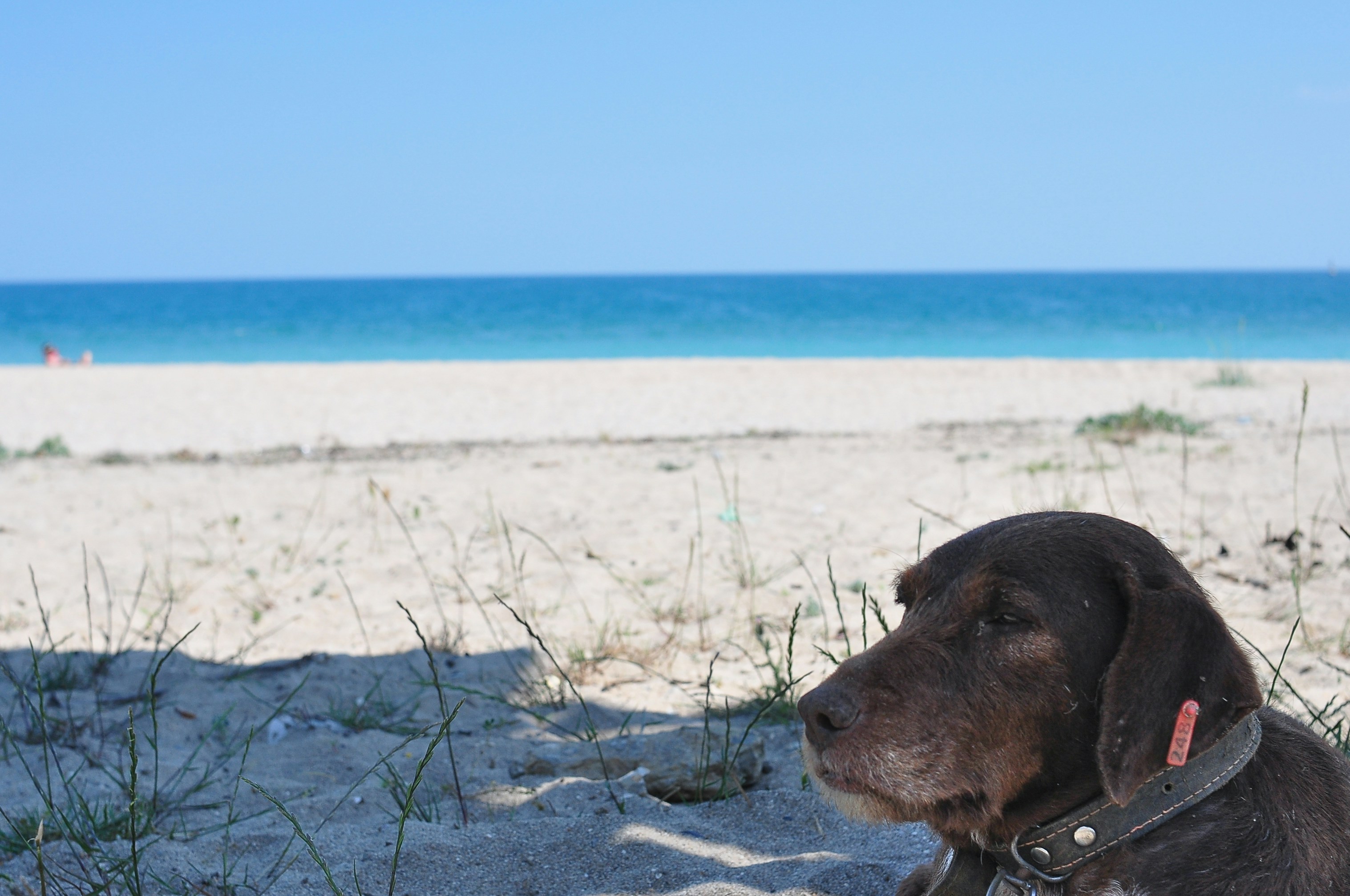 coastal wallpaper dog, wallpaper, Pet-Friendly Coastal Guest Rooms: Your Guide 2