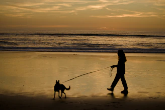 Silhouette of person walking dog on beach at sunset