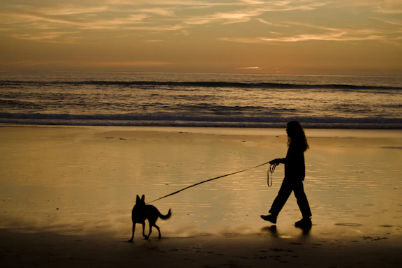 Silhouette of person walking dog on beach at sunset