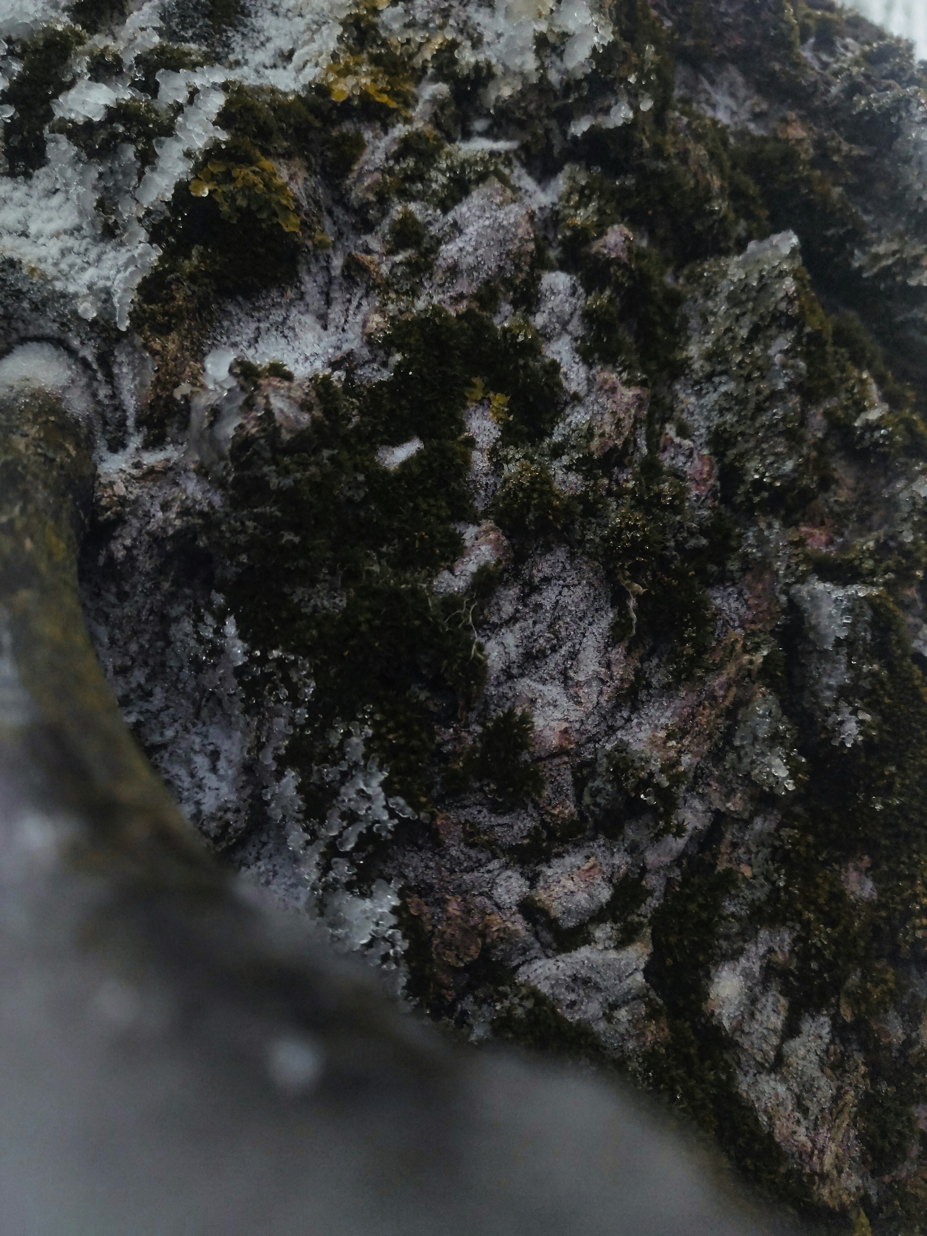 Primer plano de musgo y escarcha en la corteza de los árboles.