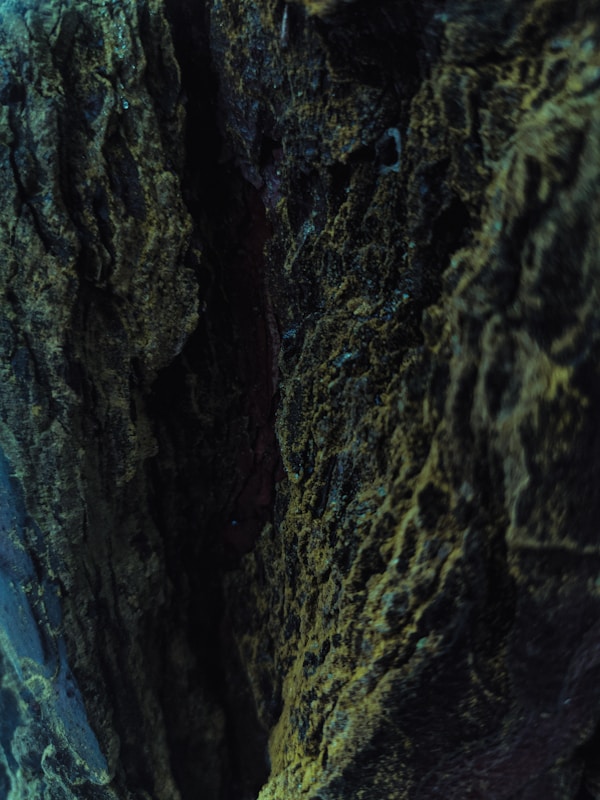 Moss