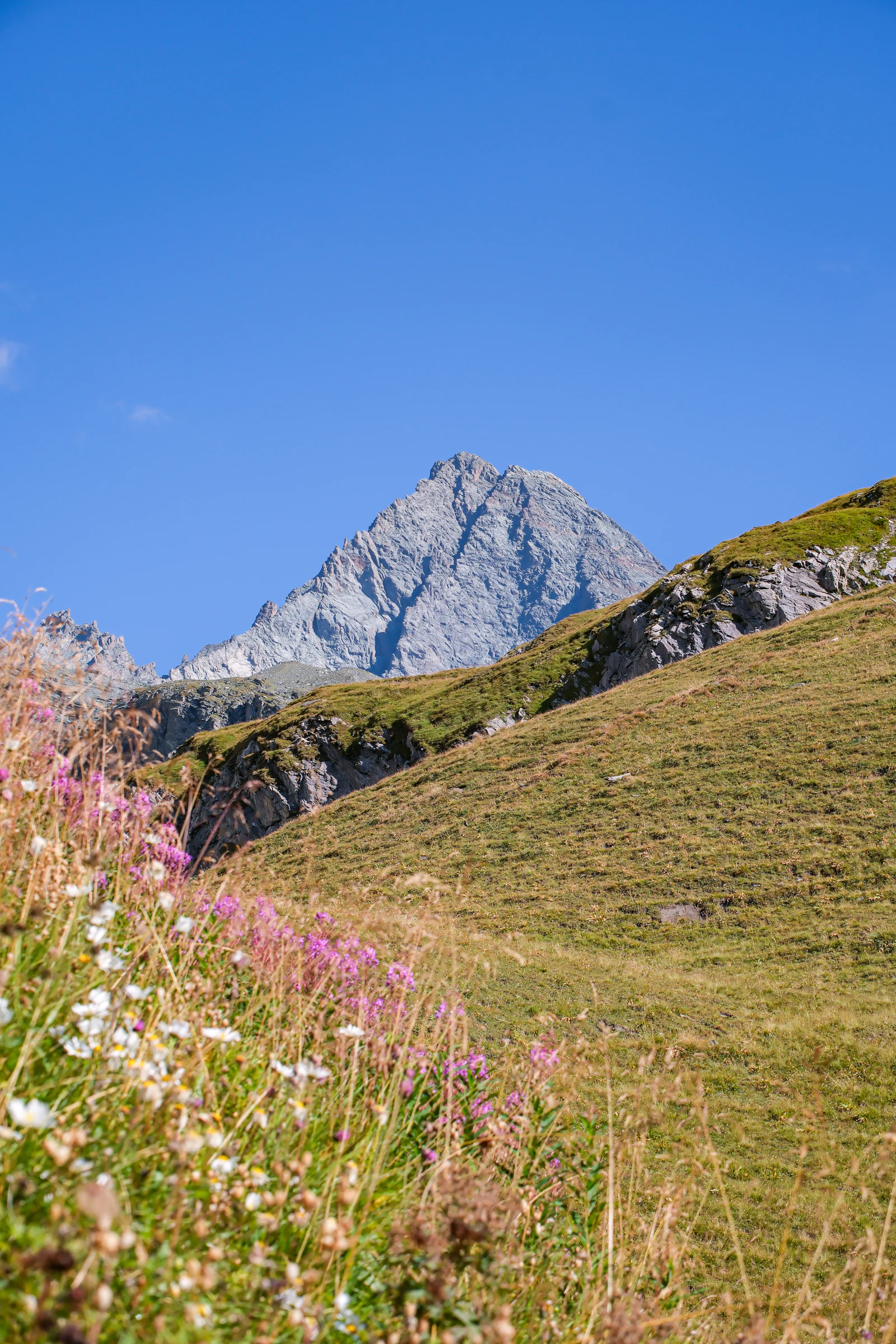 Prairie alpine fleurie devant un haut sommet, image d'illustration