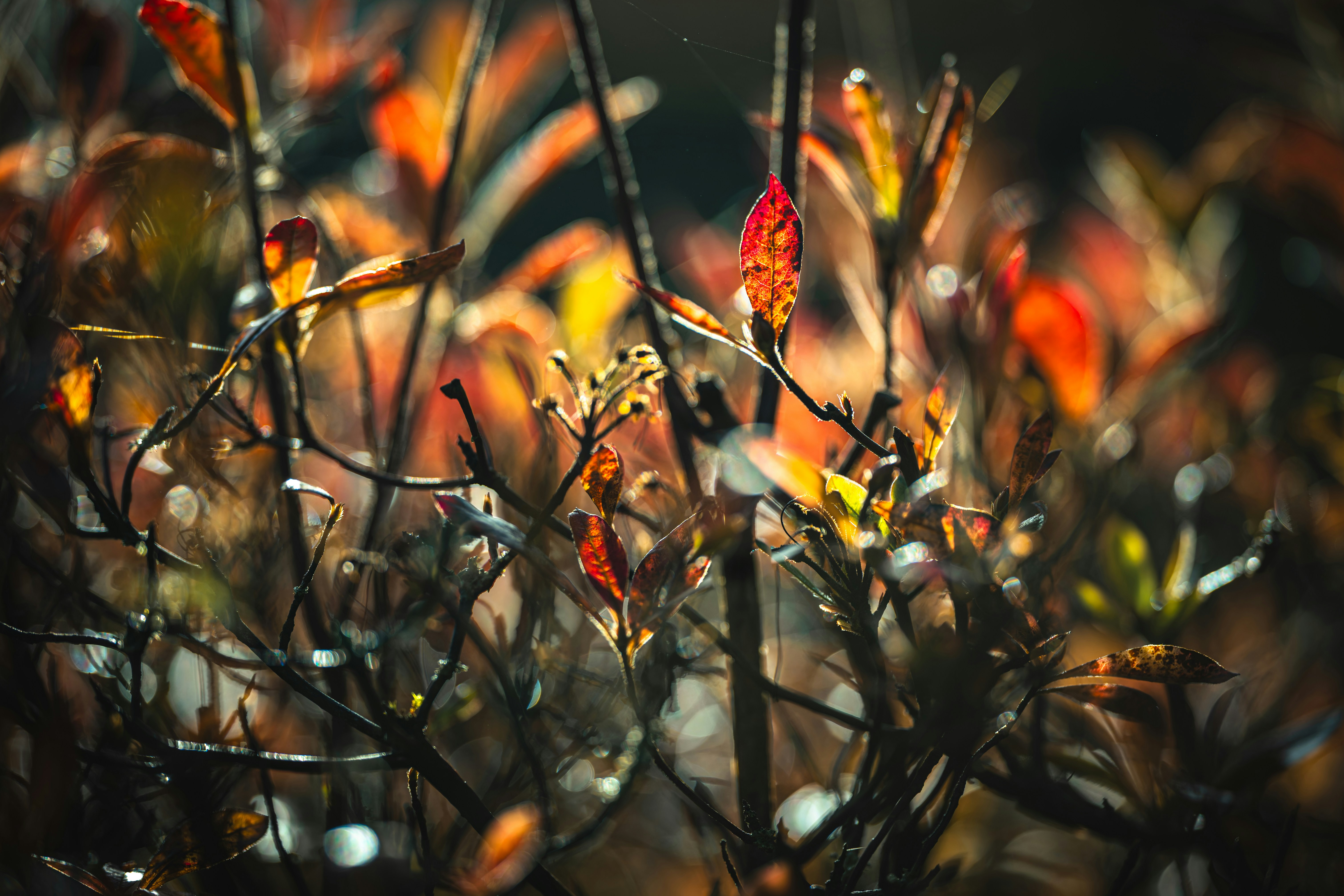 Autumn leaves glowing in warm sunlight