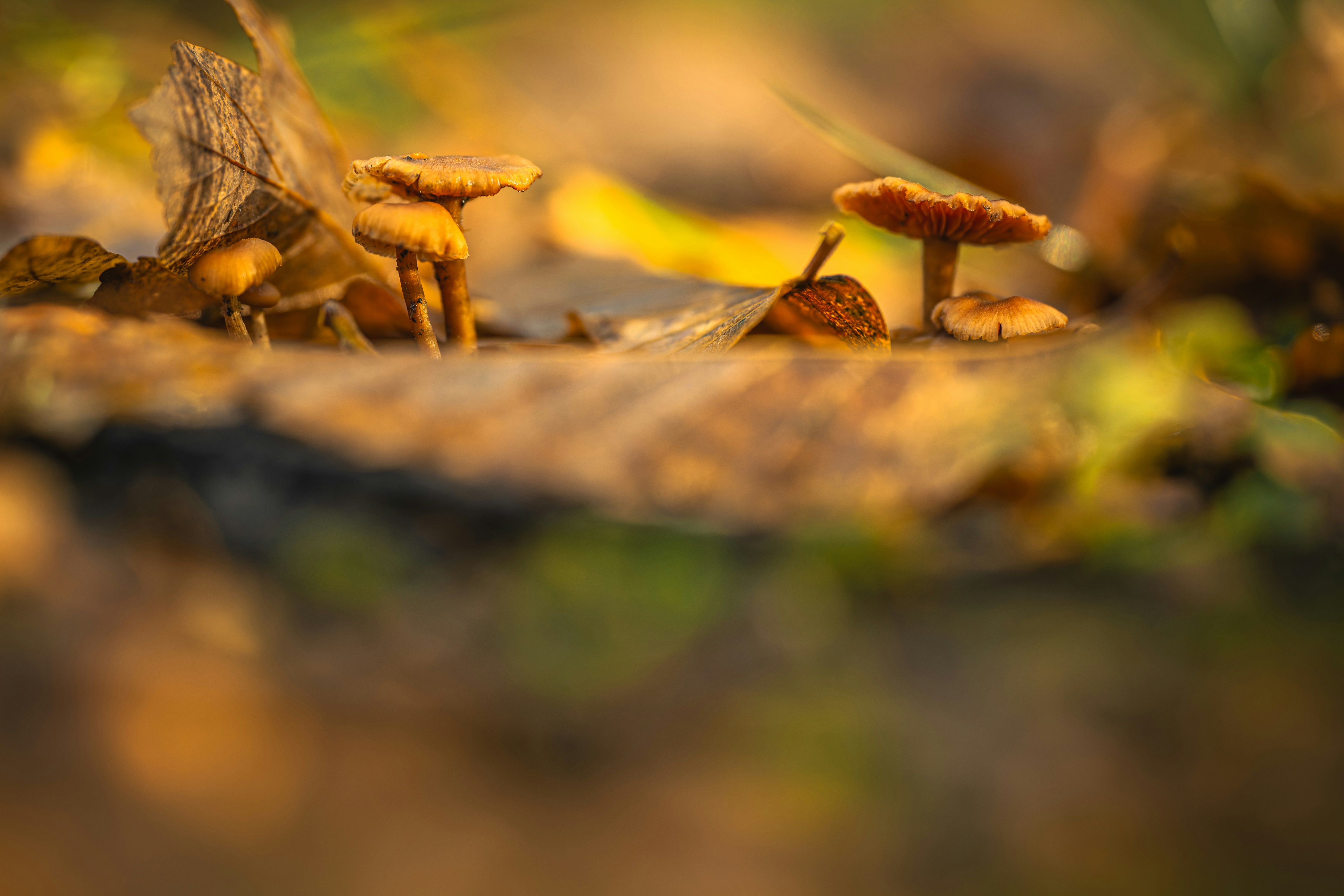 Small mushrooms grow among autumn leaves