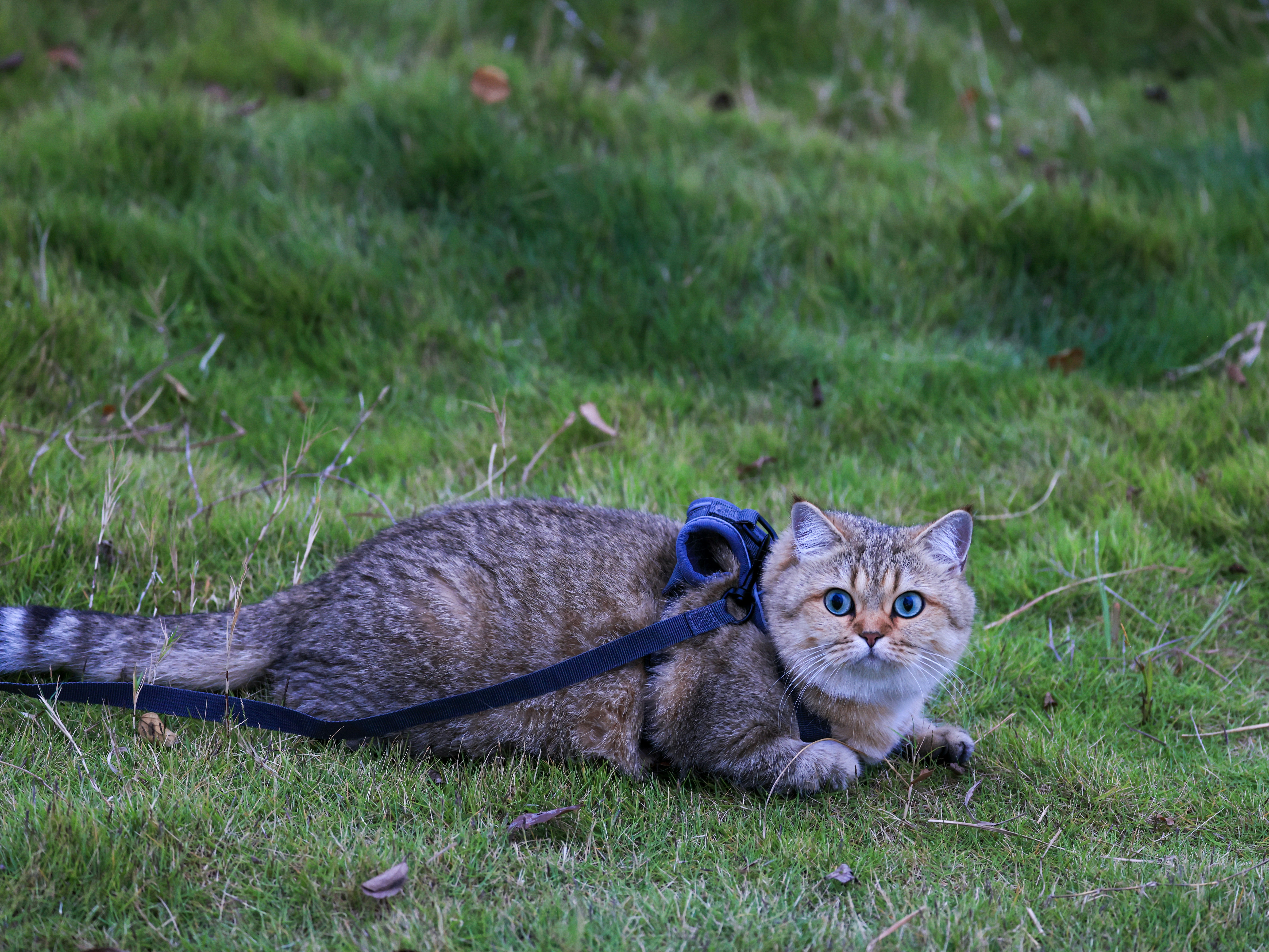 Dr. Sarah Wooten's Pro Training Advice: Fix These Pet Behavior Mistakes