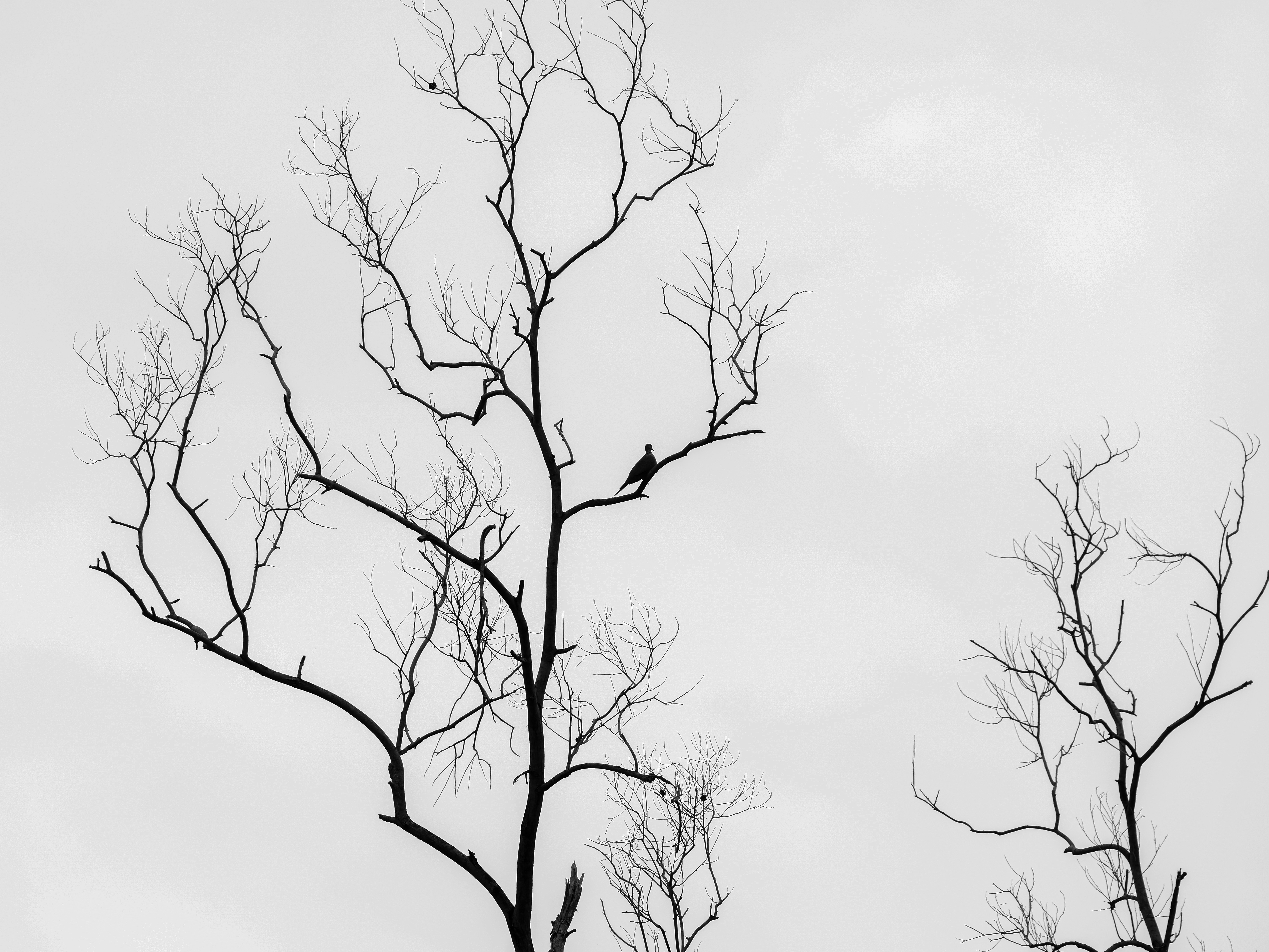 Photo by dickenslin76