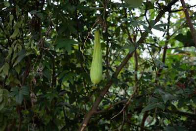 Growing Lauki Bottle Gourd at Home India Terrace Trellis