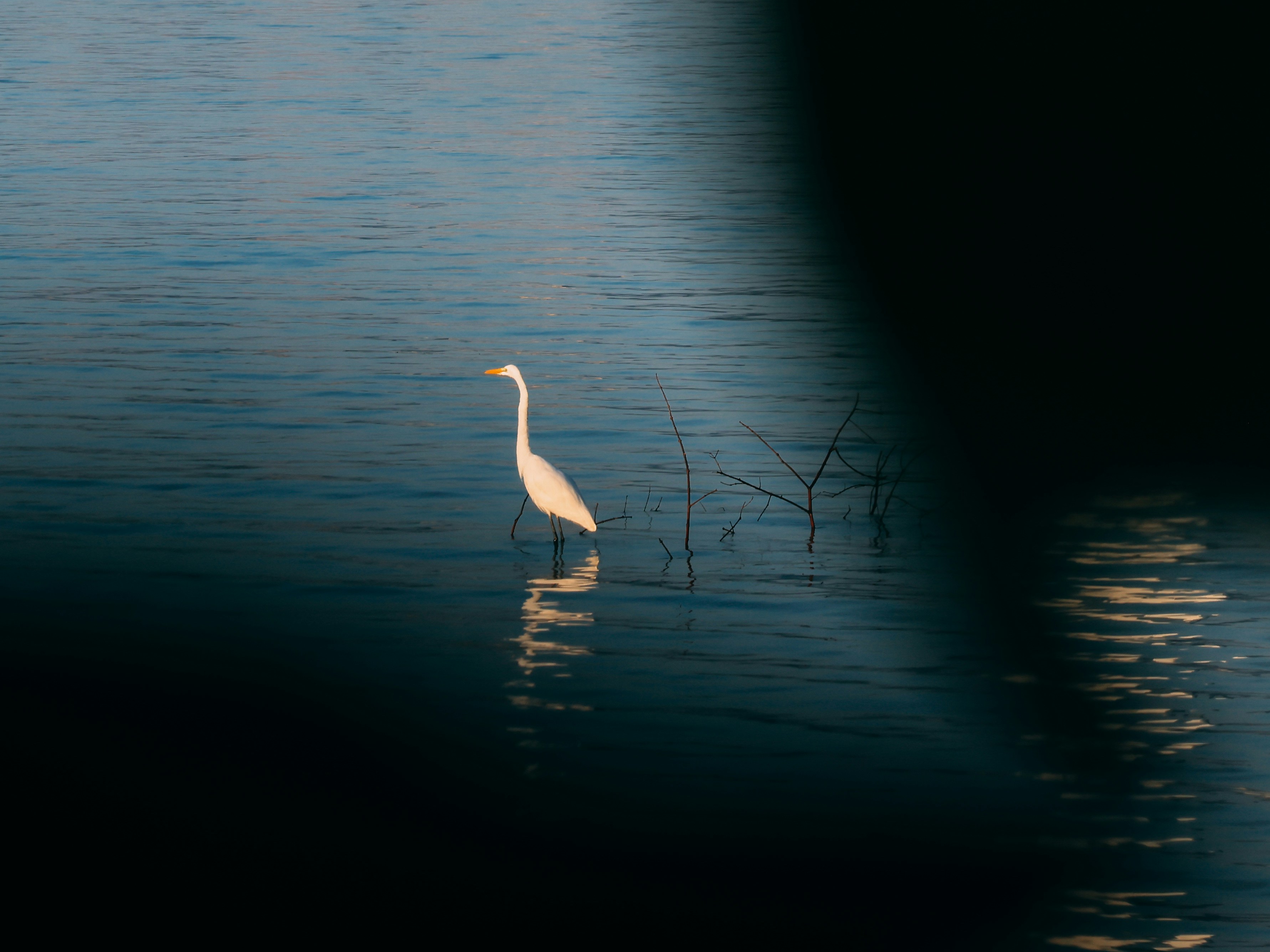 Photo by dickenslin76