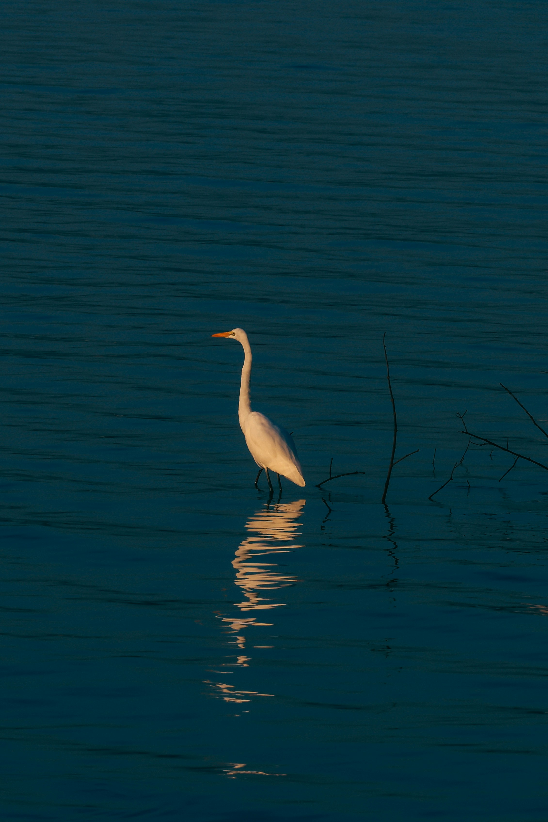 Photo by dickenslin76