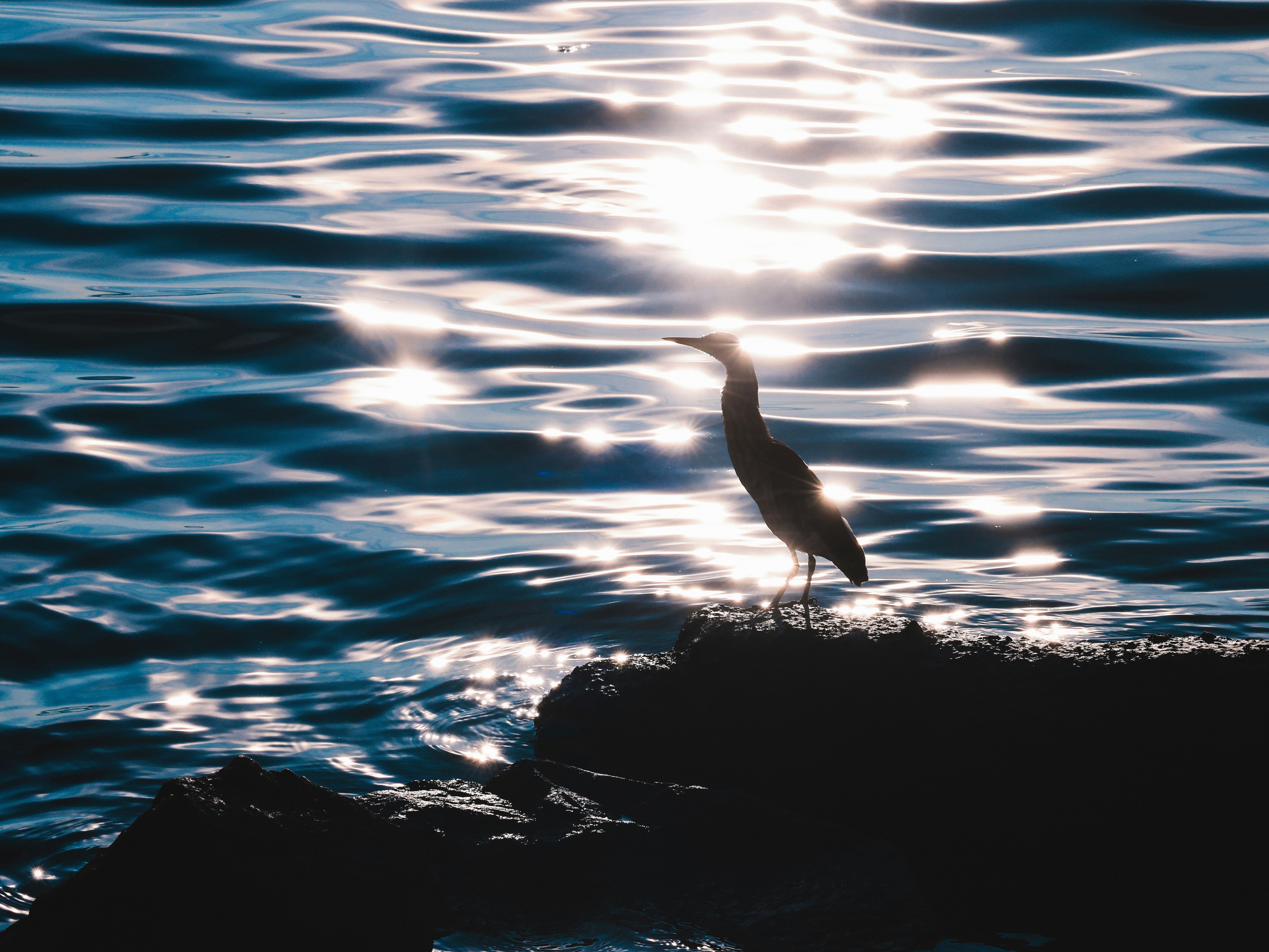 Photo by dickenslin76