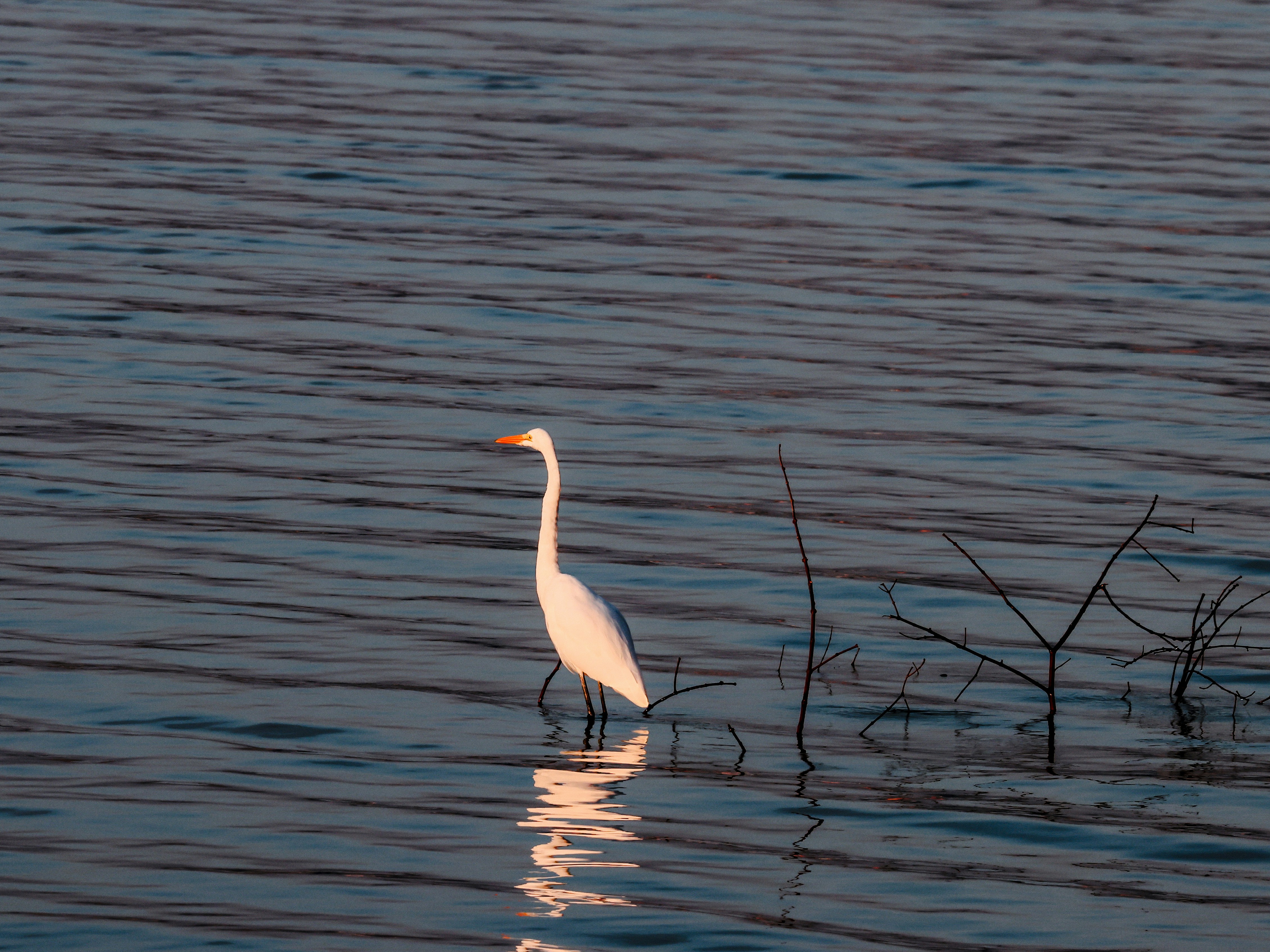 Photo by dickenslin76