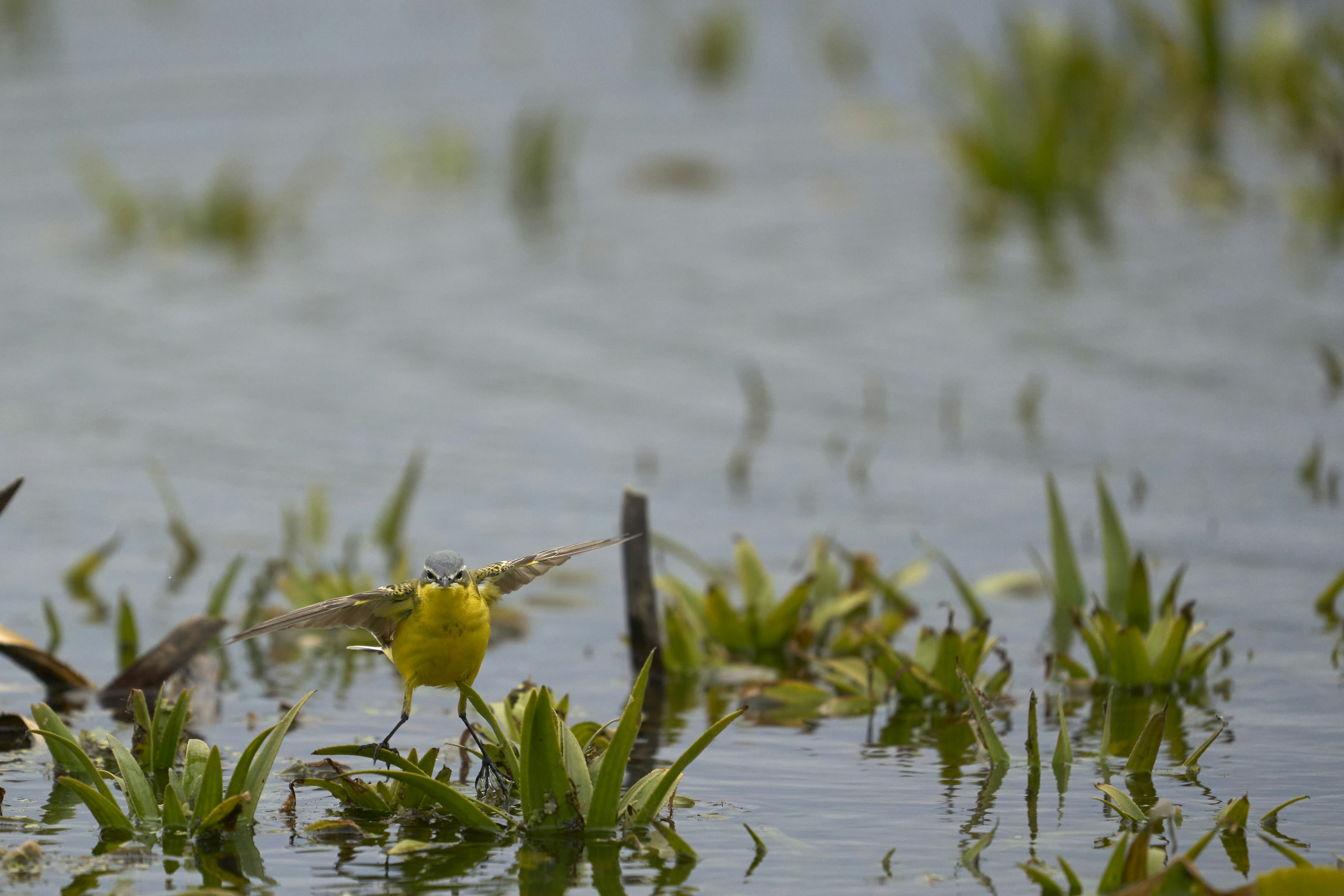 Photo by wolfgang_hasselmann