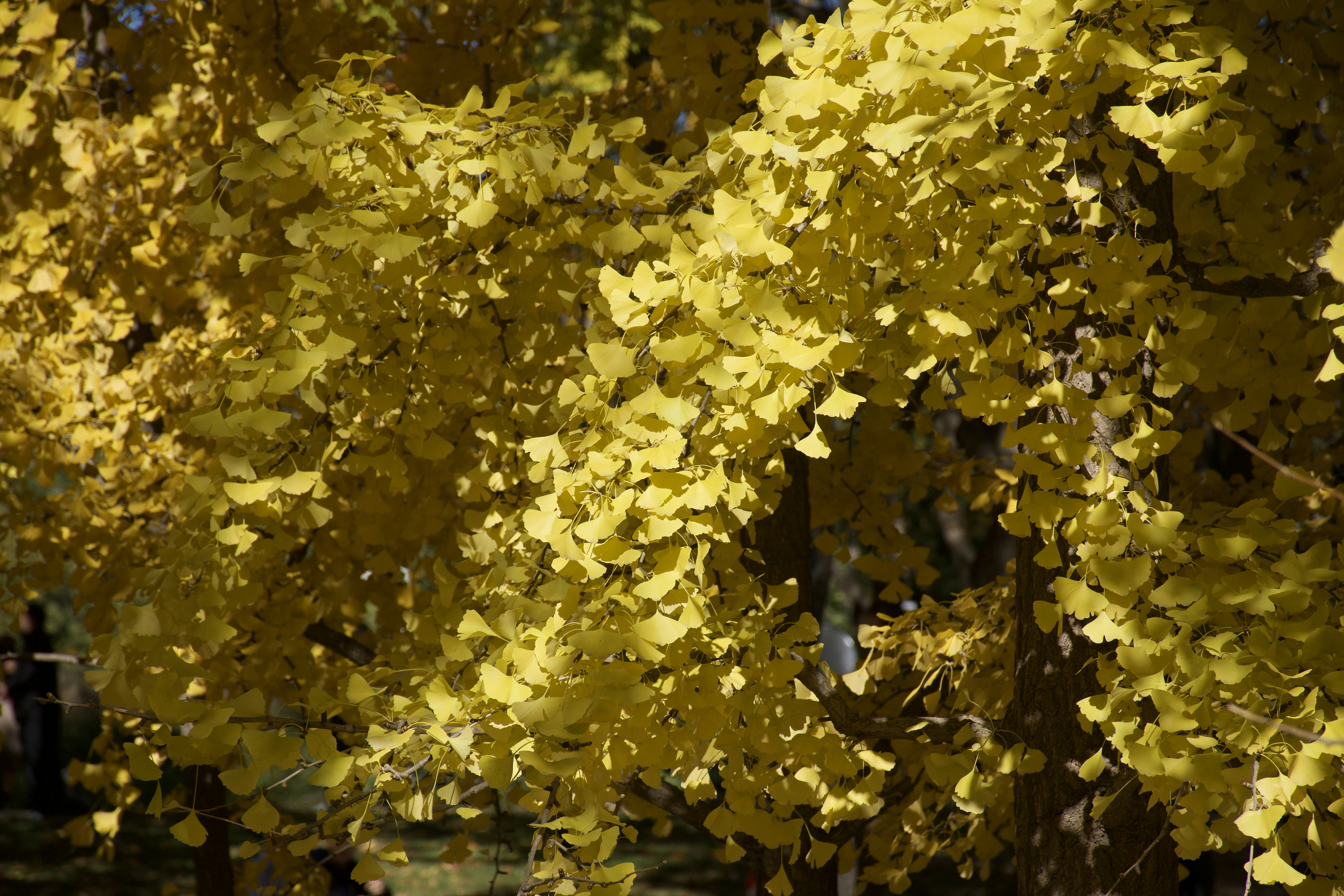 Vibrant yellow ginkgo leaves in autumn sunlight
