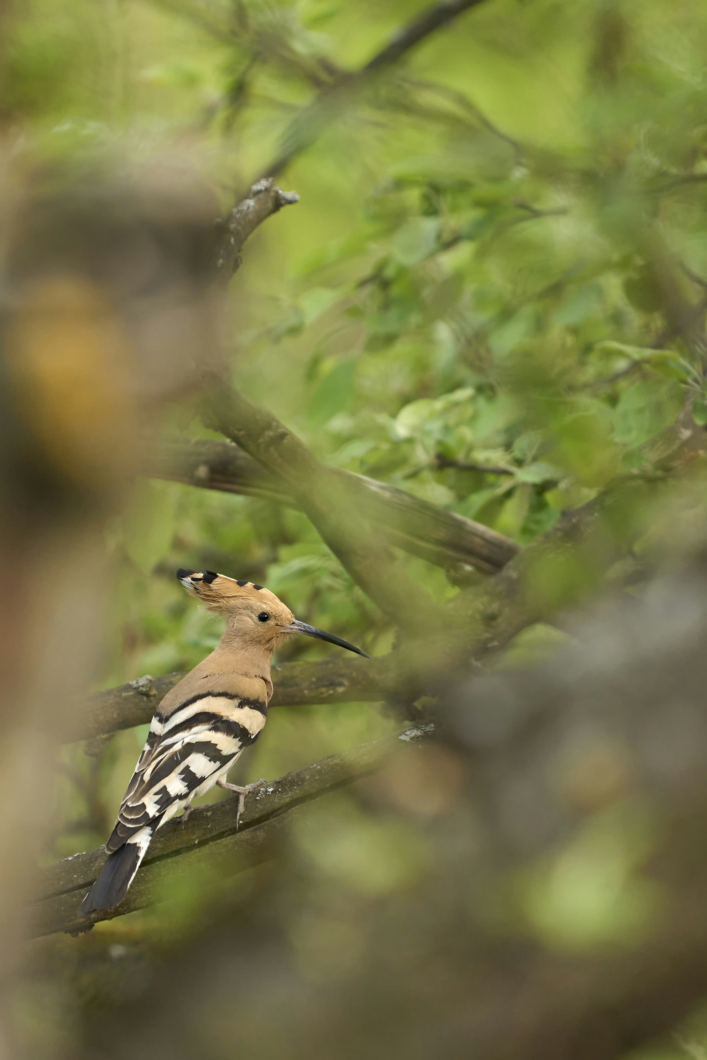 Photo by wolfgang_hasselmann