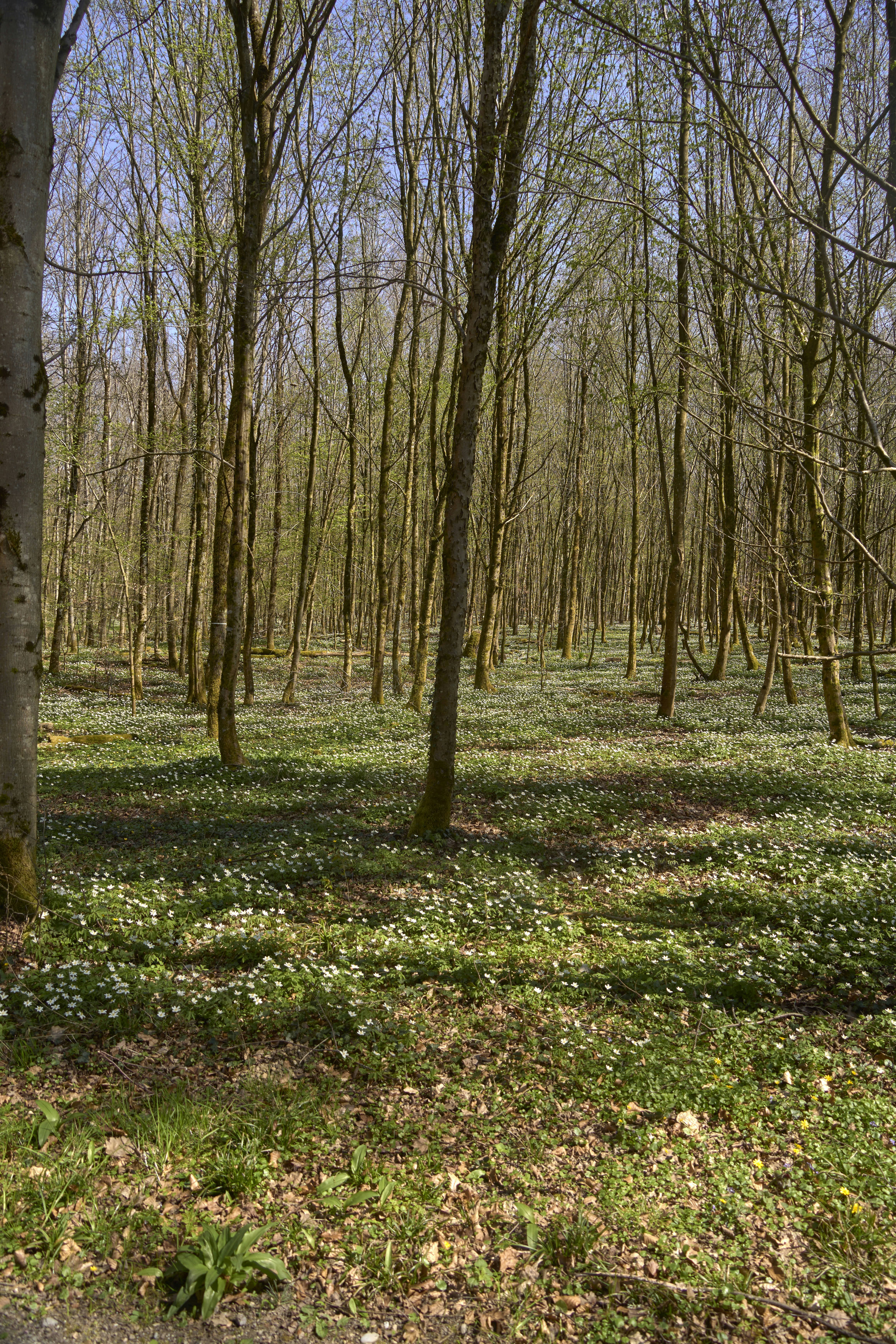 Photo by wolfgang_hasselmann