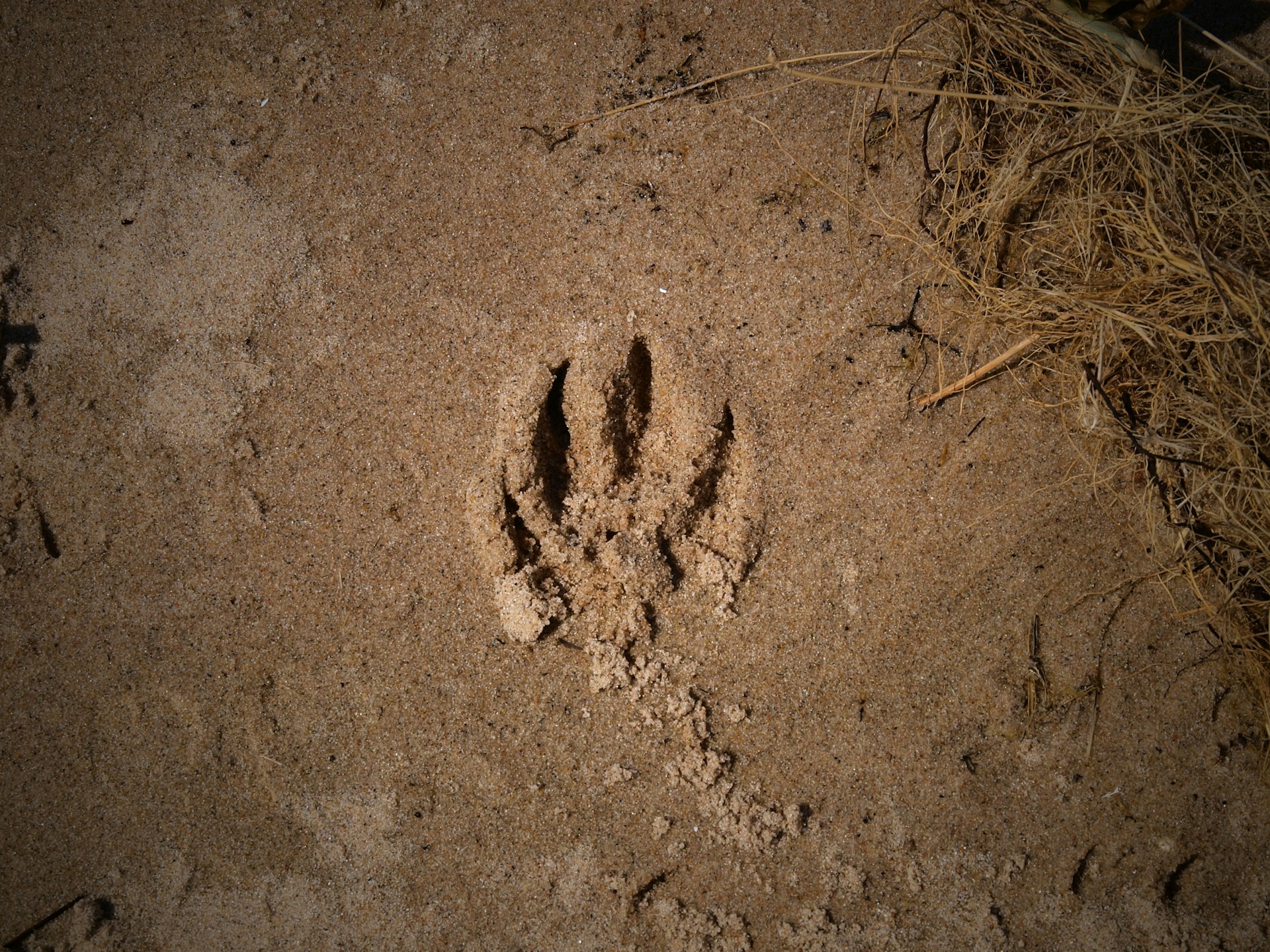 Animal paw print in dry dirt with grass