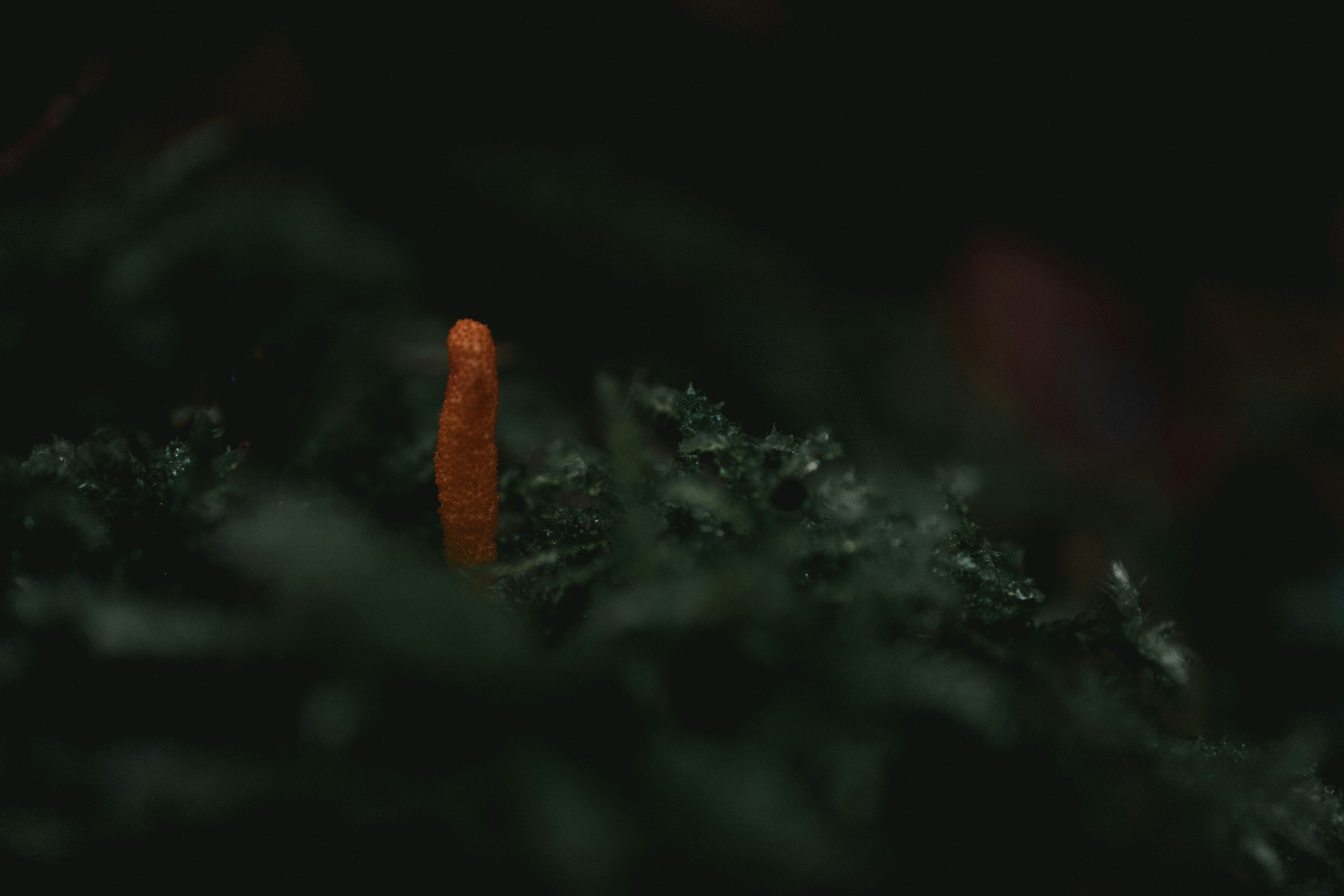 Micro‑Popups & Capsule Menus: The 2026 Playbook for UK Food Brands