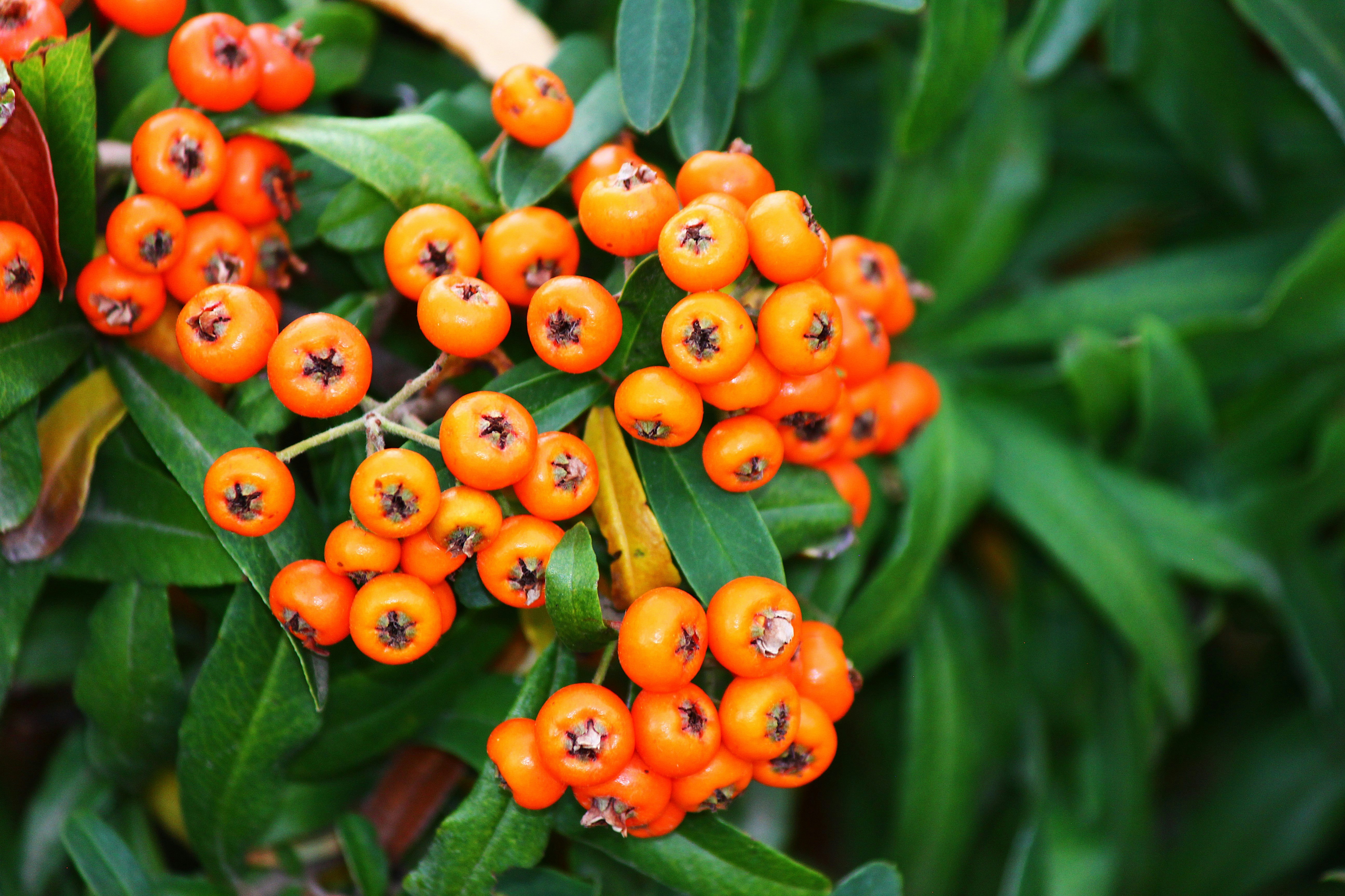 Cluster of bright orange berries on a green bush