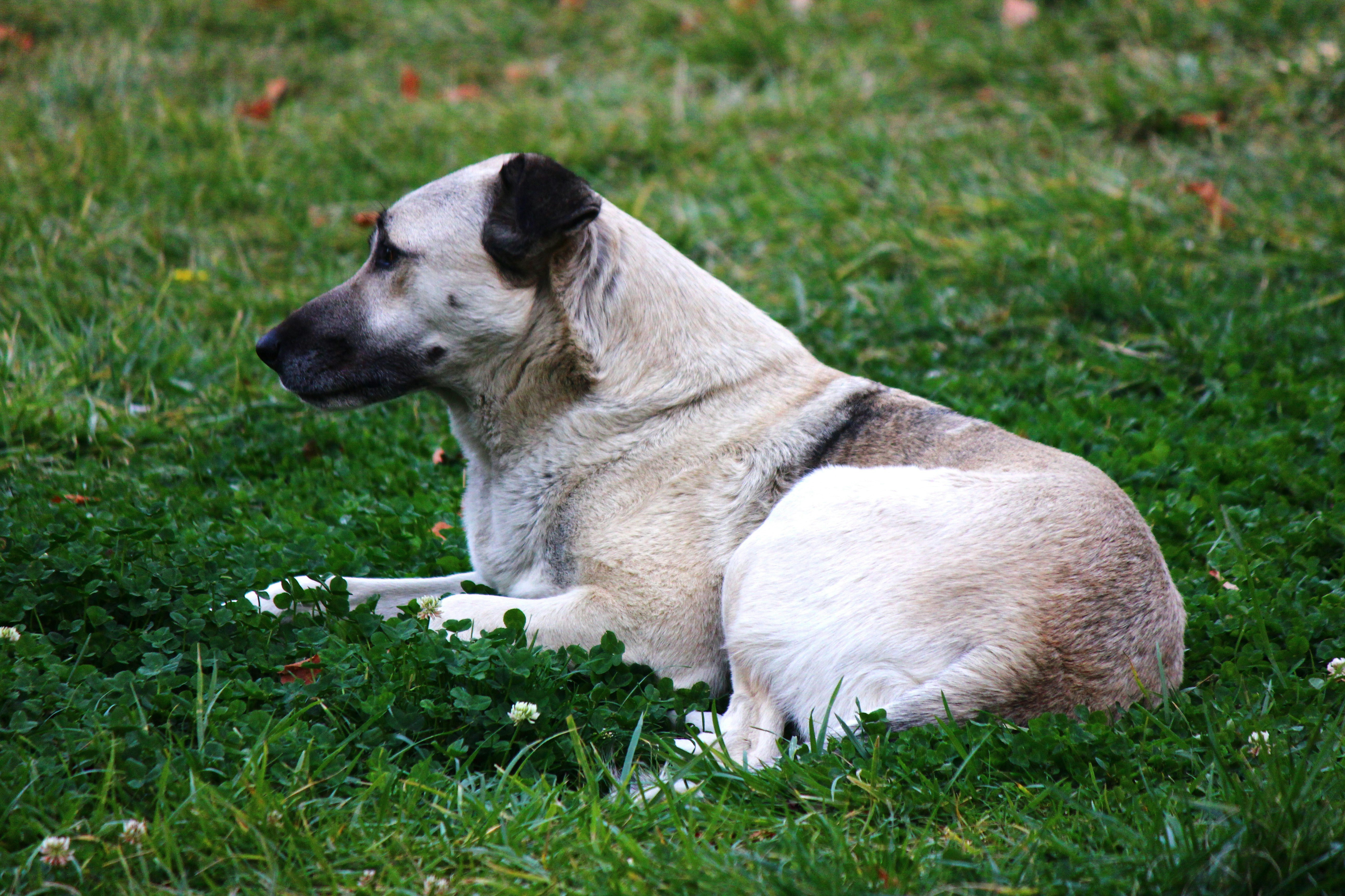 A light-colored dog lies on green grass.
