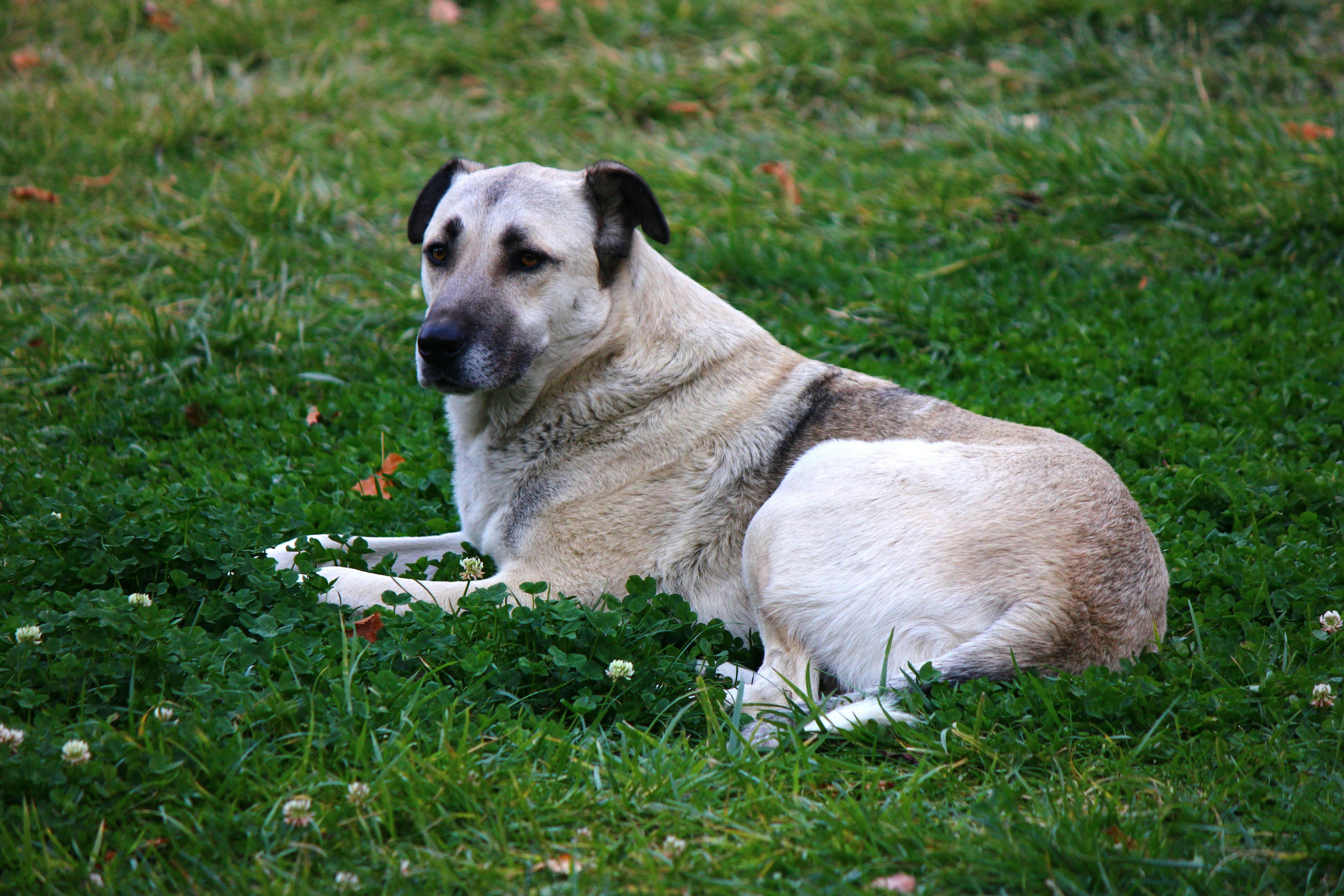 A large dog rests on a grassy lawn.