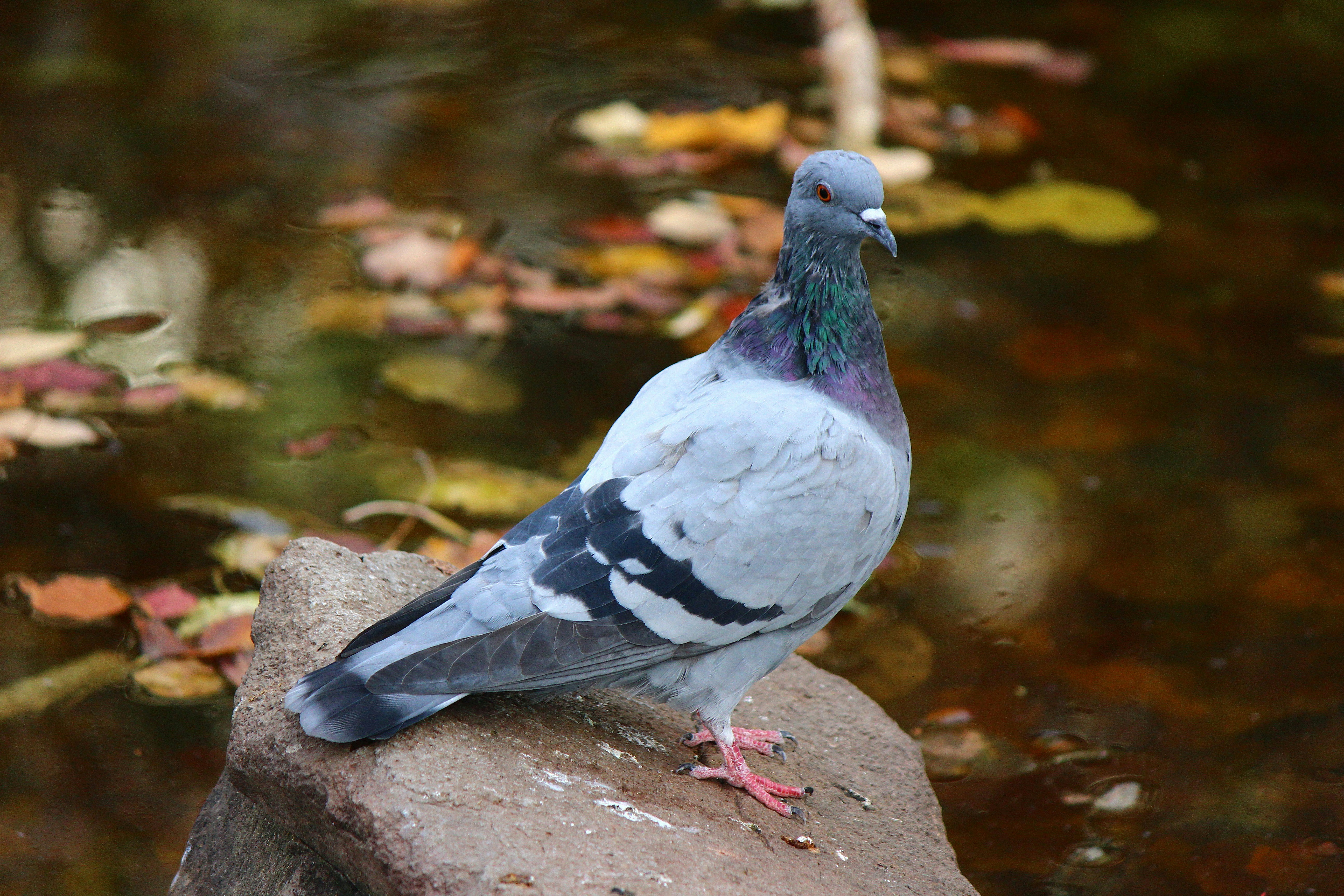 A pigeon stands on a rock near water.