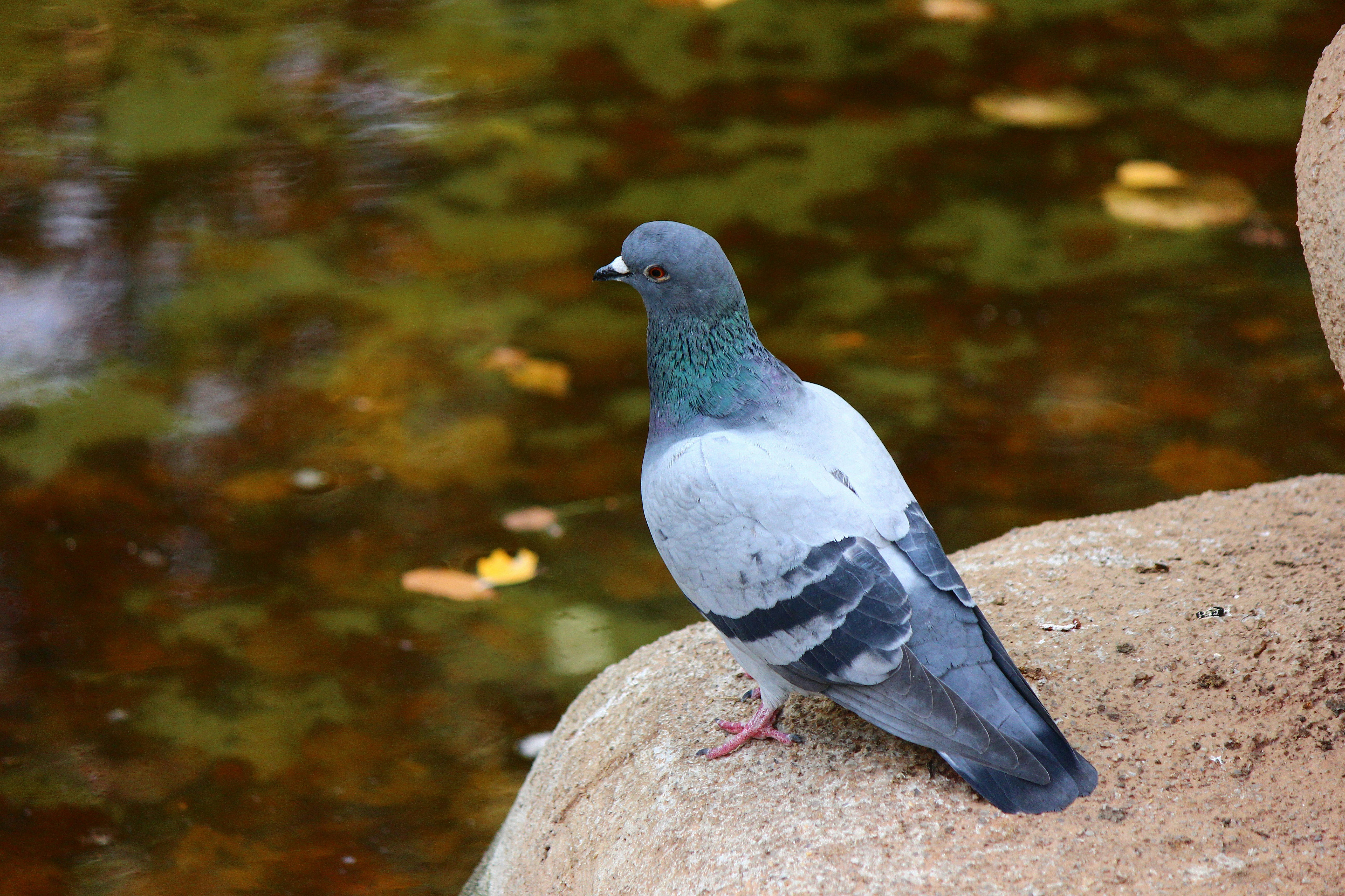 A pigeon stands on a rock near water.