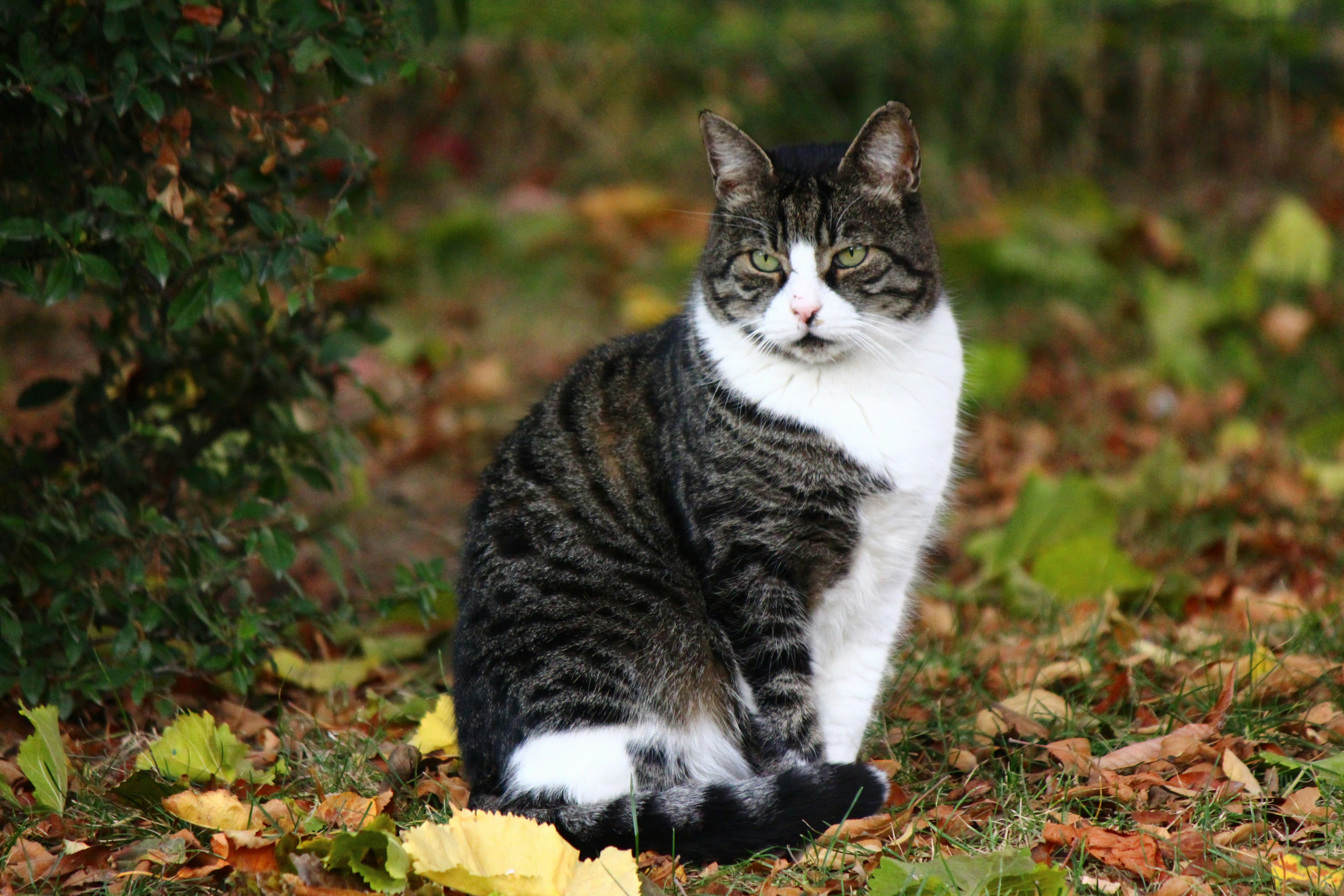 A tabby cat sits among fallen autumn leaves.
