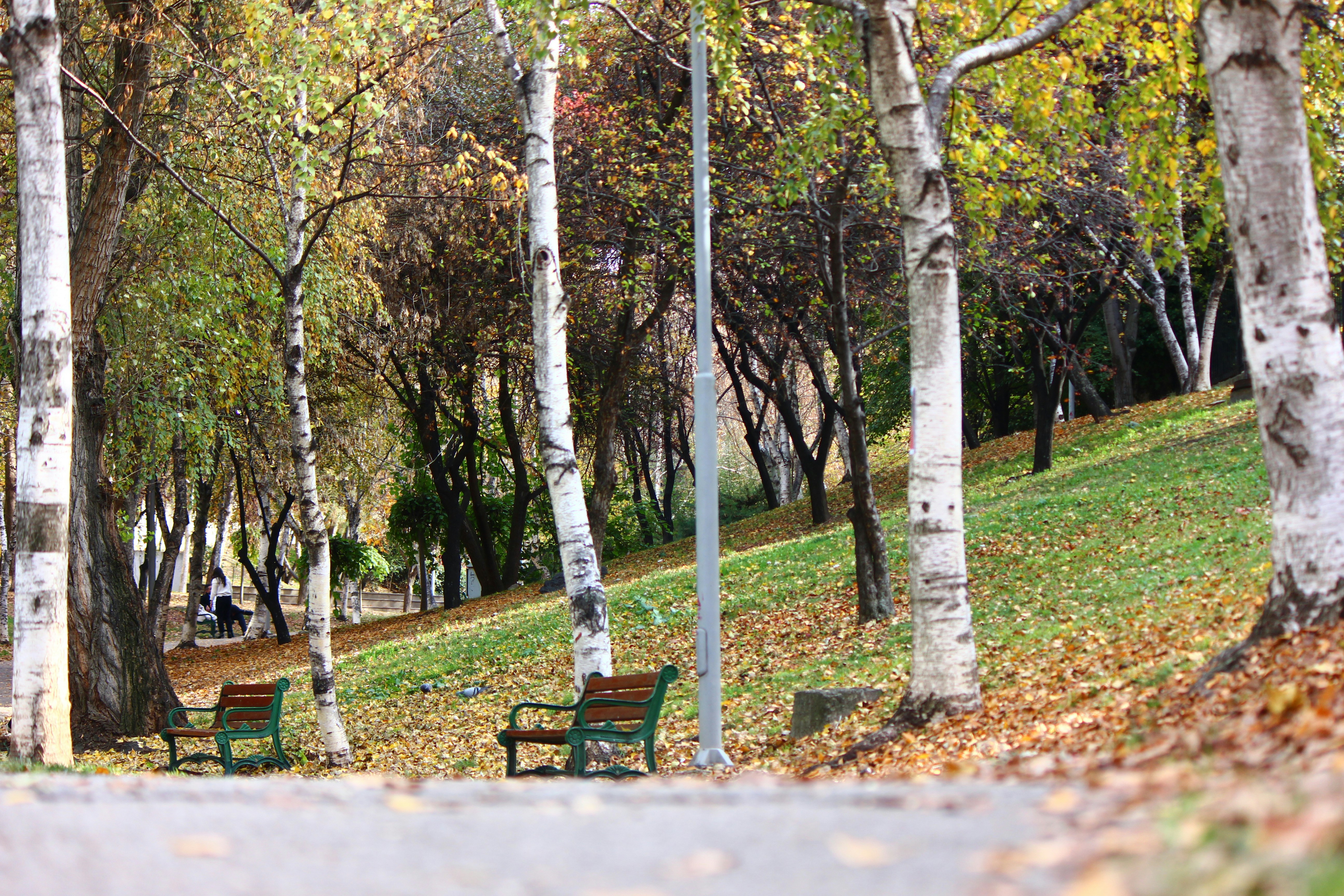 Autumn park with benches and fallen leaves